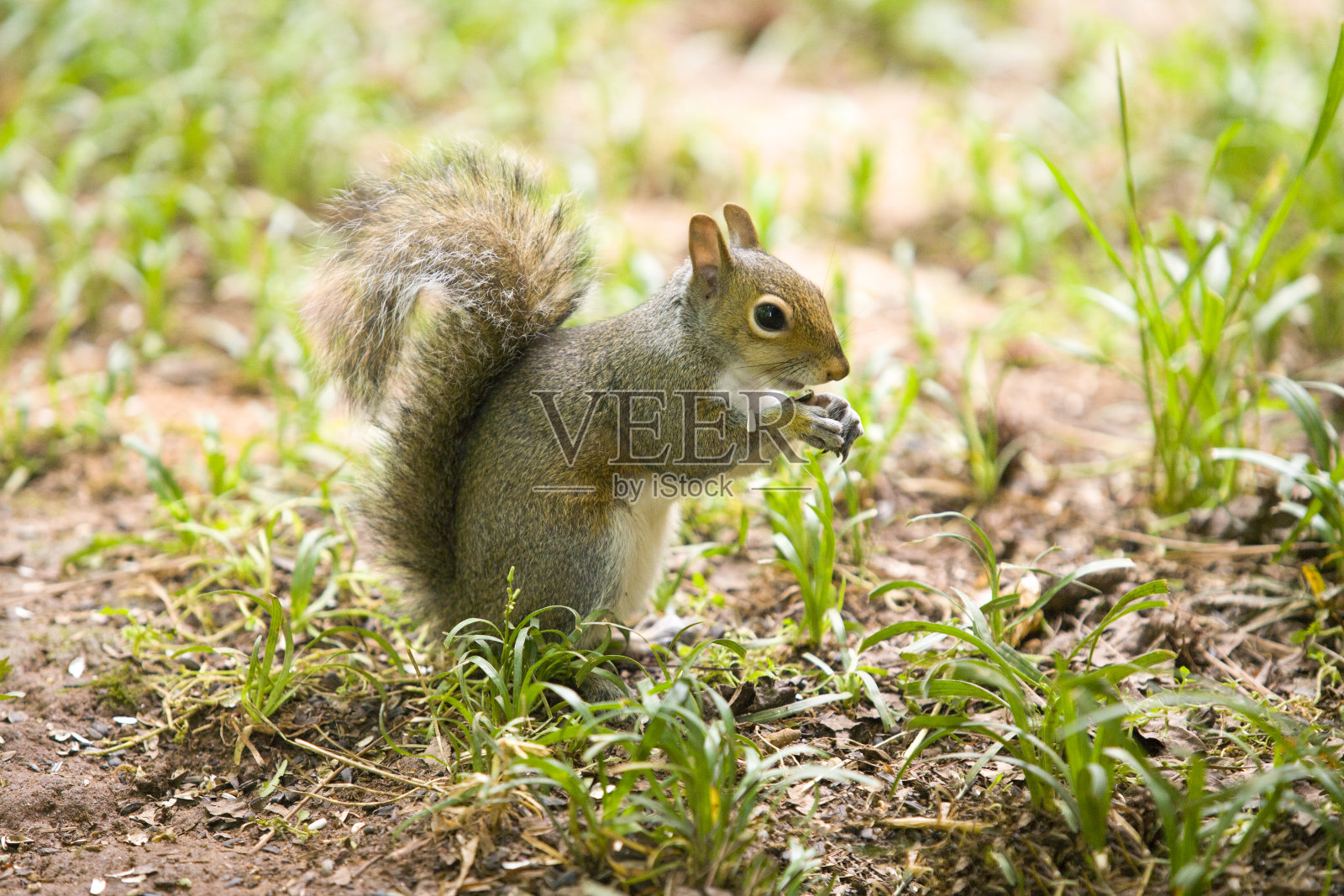 现场松鼠特写镜头照片摄影图片