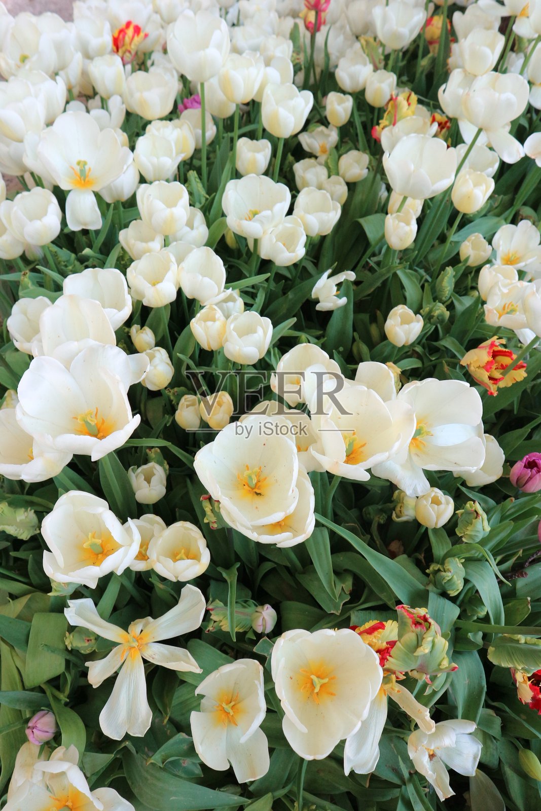 郁金香照片摄影图片