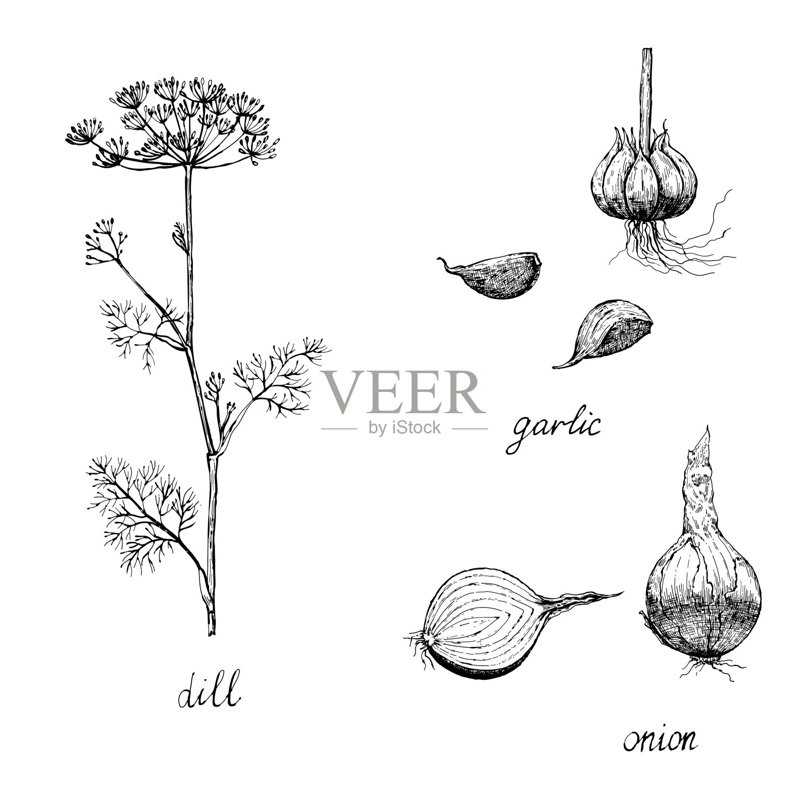 复古的香料，大蒜，洋葱和莳萝插画图片素材