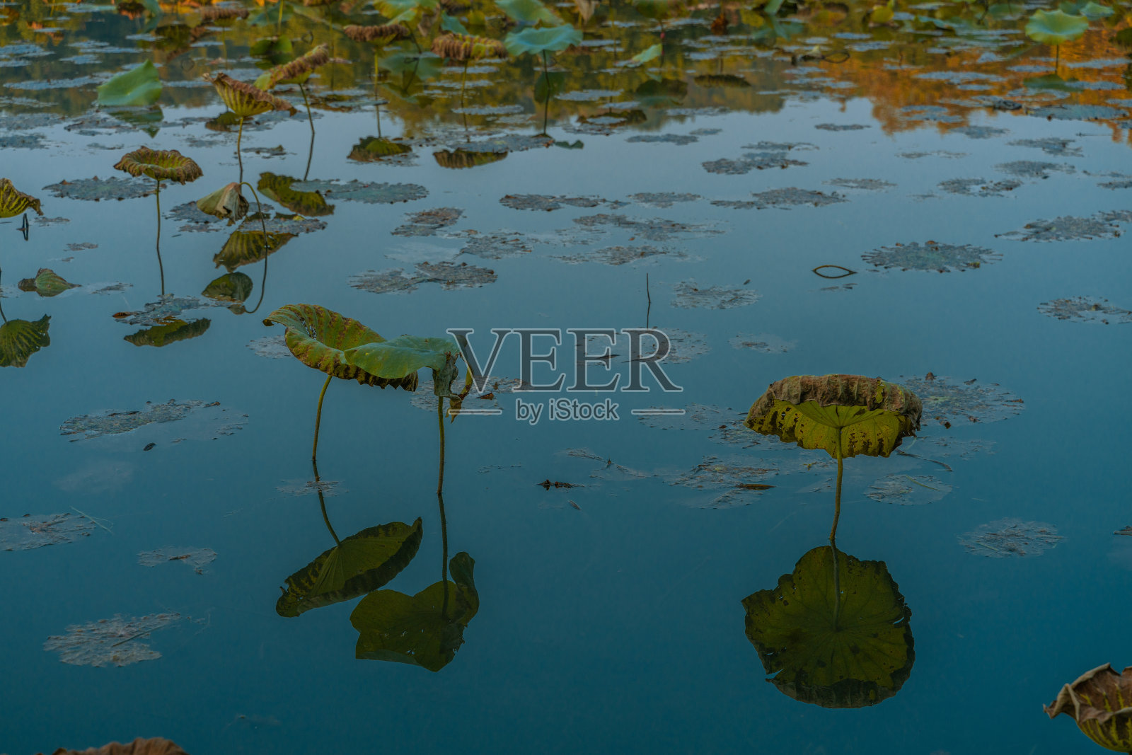 西湖的荷塘照片摄影图片