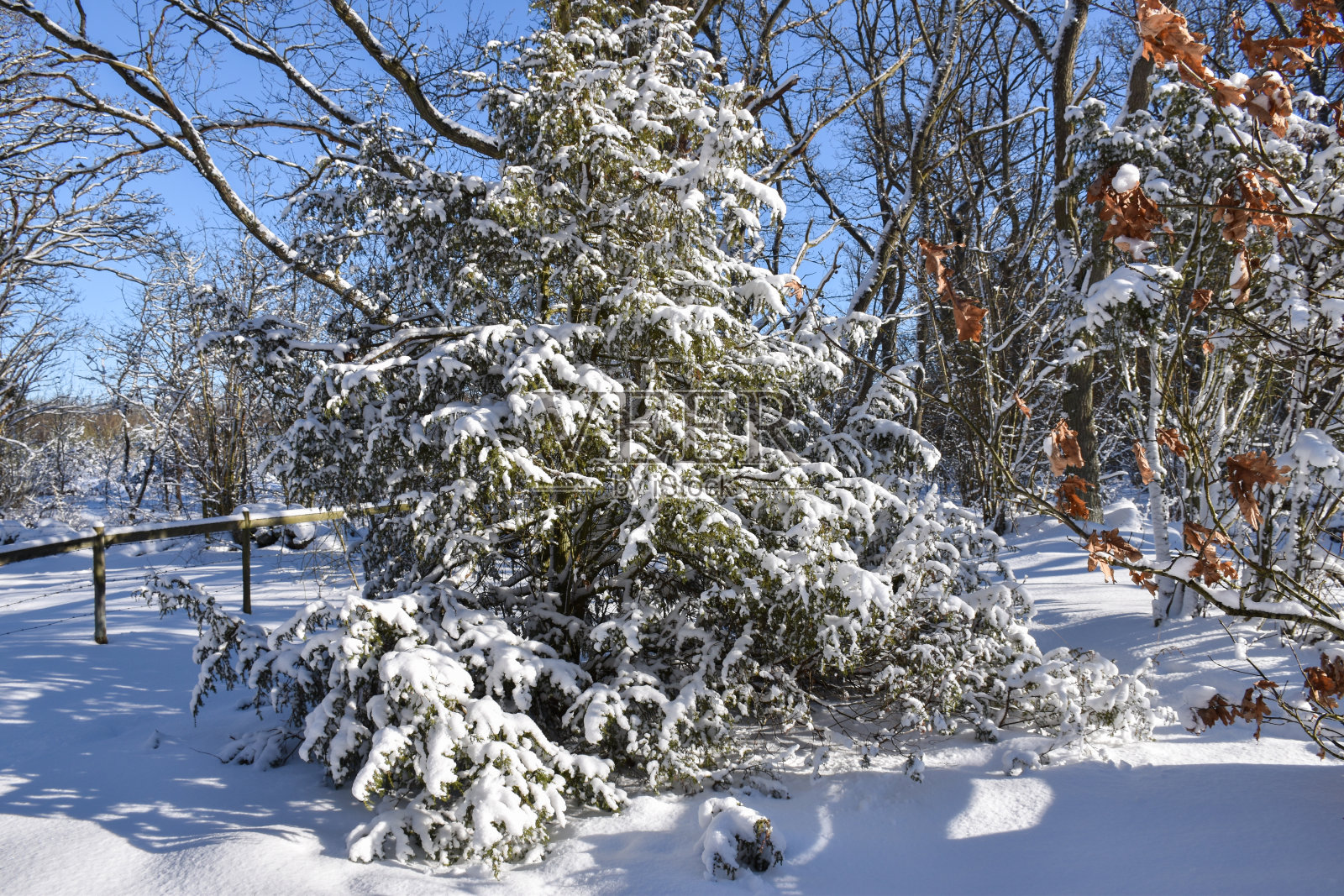 树林里的植被被雪覆盖着照片摄影图片