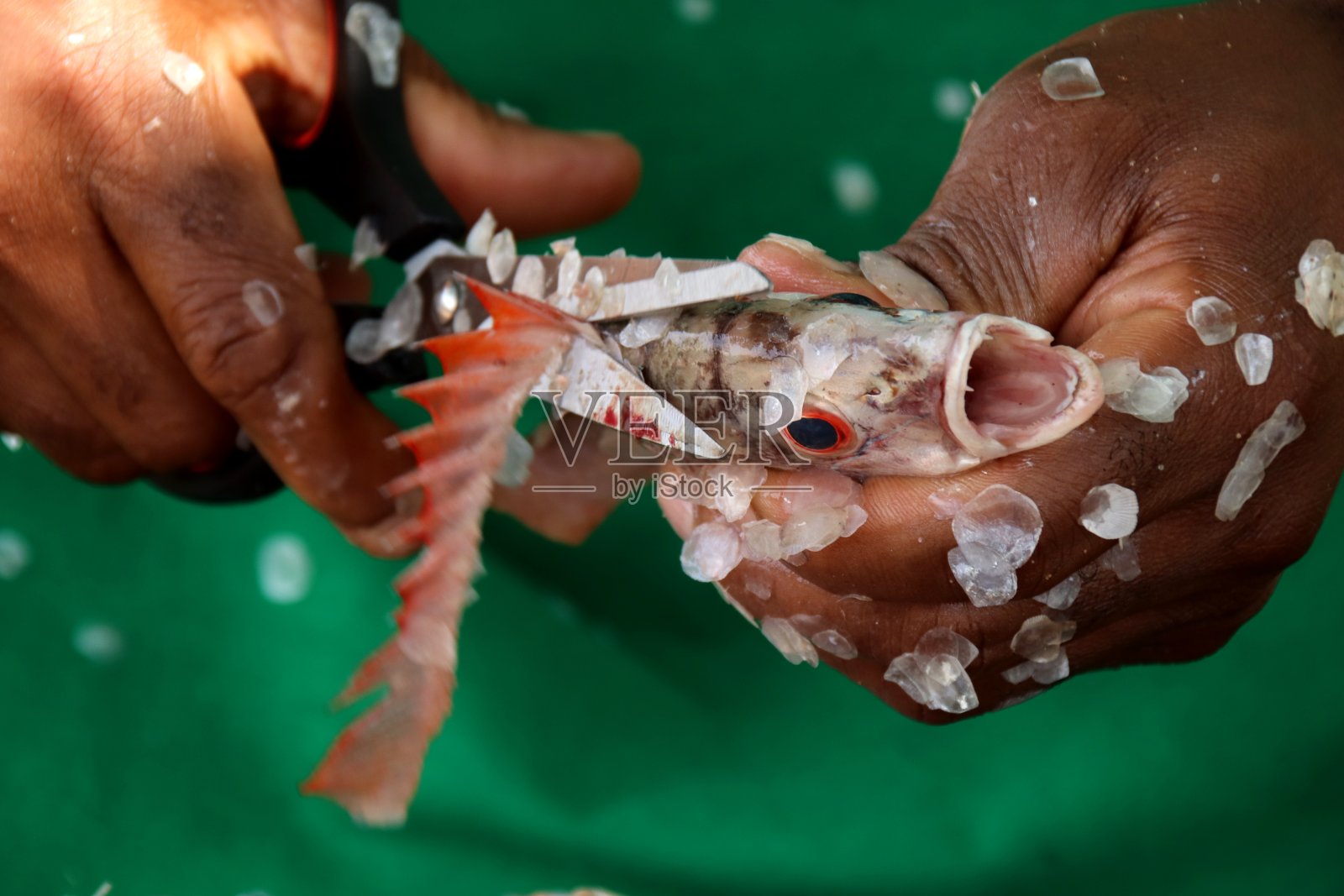 厨师准备新鲜的鱼在美丽的可可海滩的餐厅，阿韦波佐，西非。照片摄影图片