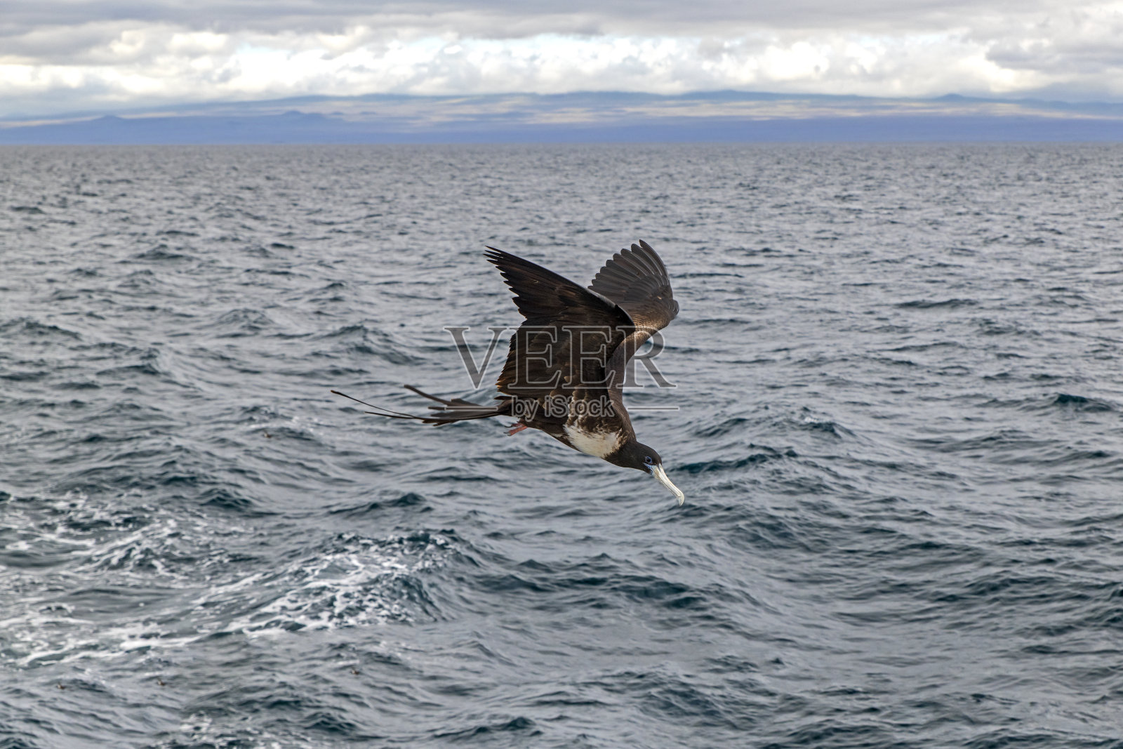 南美厄瓜多尔加拉帕戈斯群岛的军舰鸟(军舰鸟科，军舰鸟属)照片摄影图片