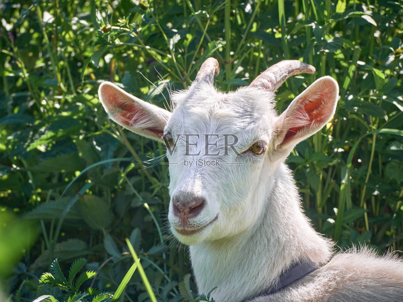 有角的山羊照片摄影图片