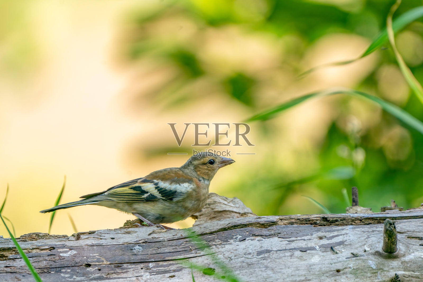 绿黄相间的鸣禽，细毛小青雀站在树干上。在背景漂亮的绿色和黄色散焦照片摄影图片