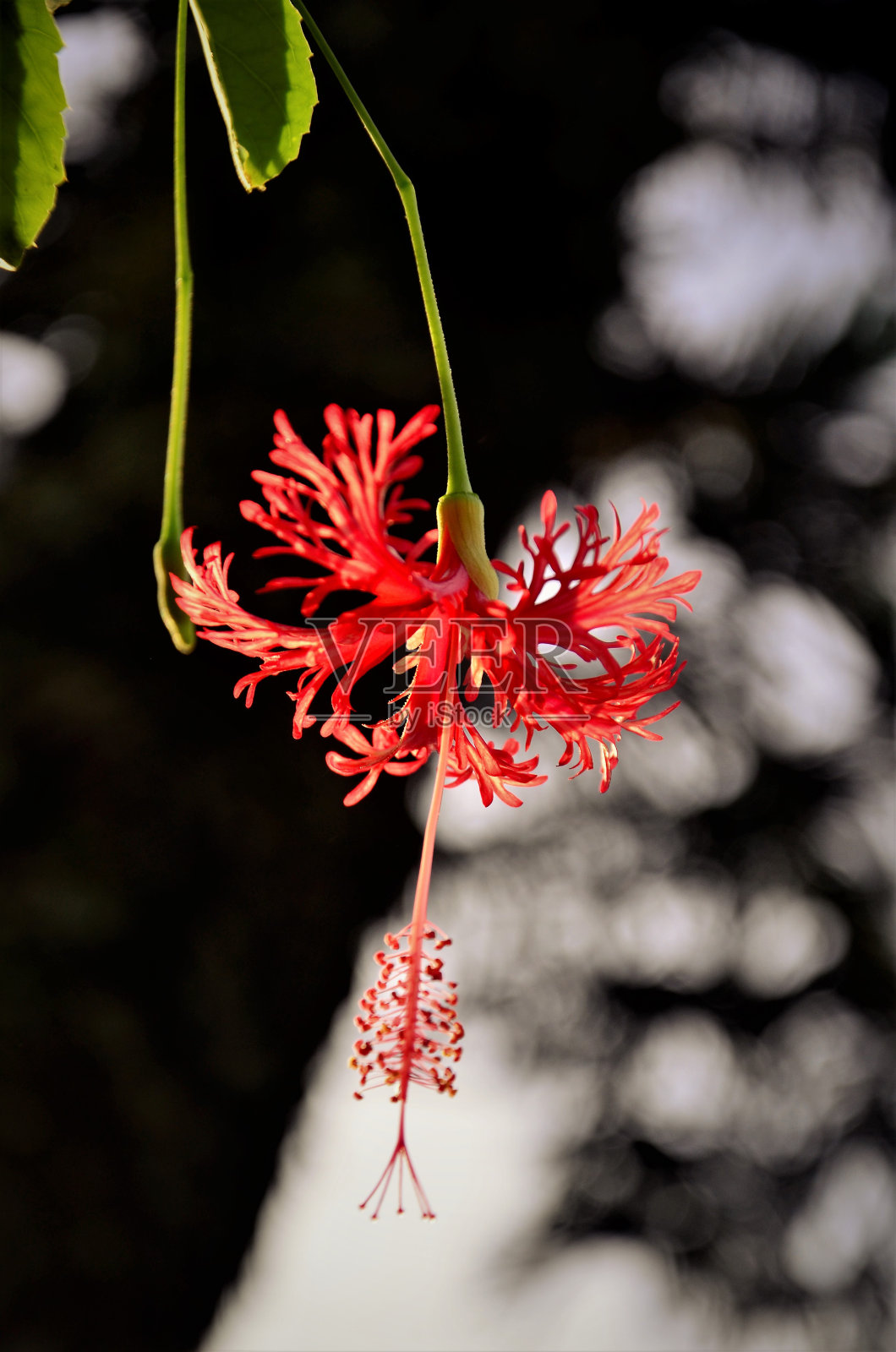 芙蓉花在早晨开照片摄影图片