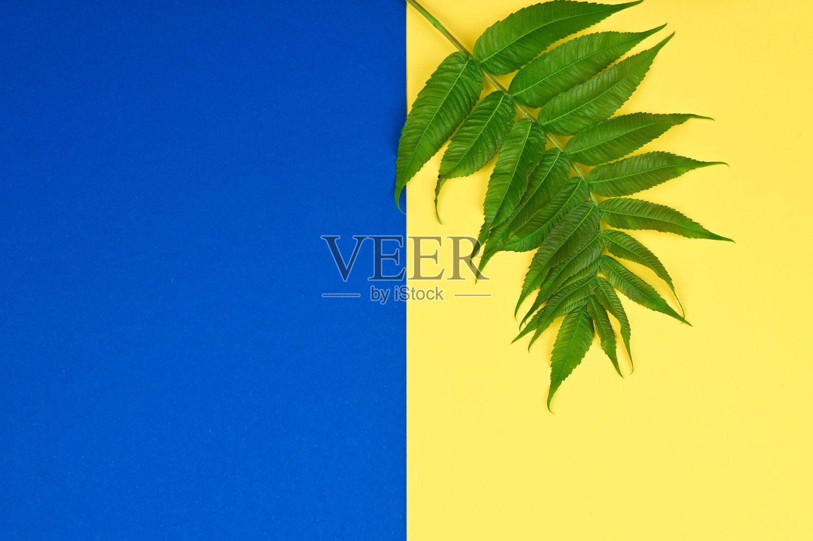 最小的热带绿色棕榈叶在蓝黄色的背景。照片摄影图片