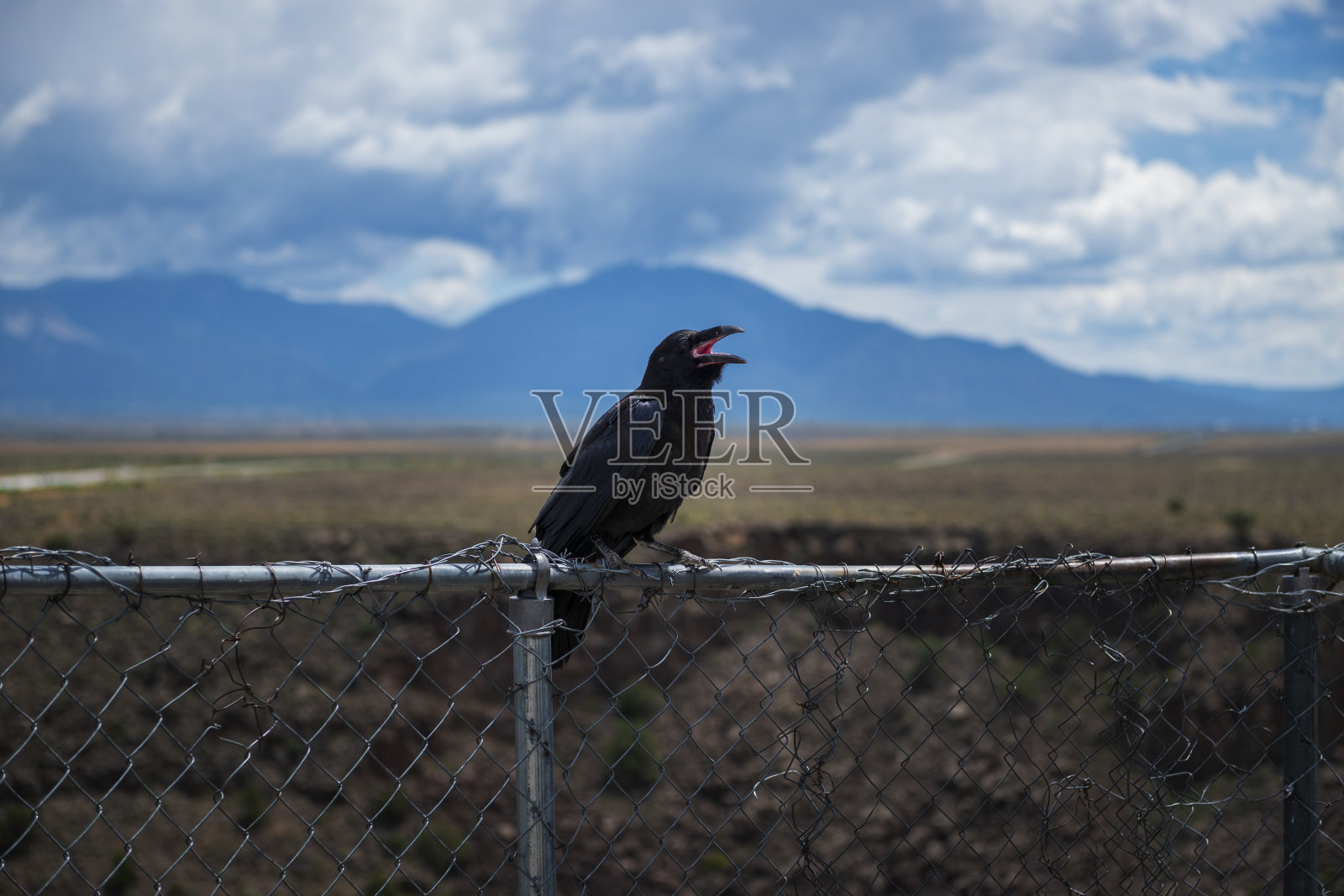 一只乌鸦在大峡谷大桥附近的篱笆上照片摄影图片