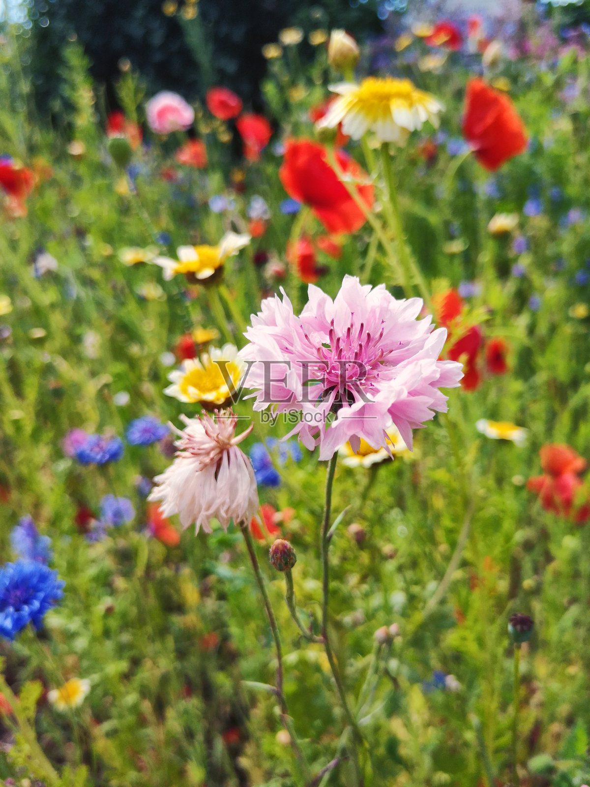 鲜花草甸照片摄影图片