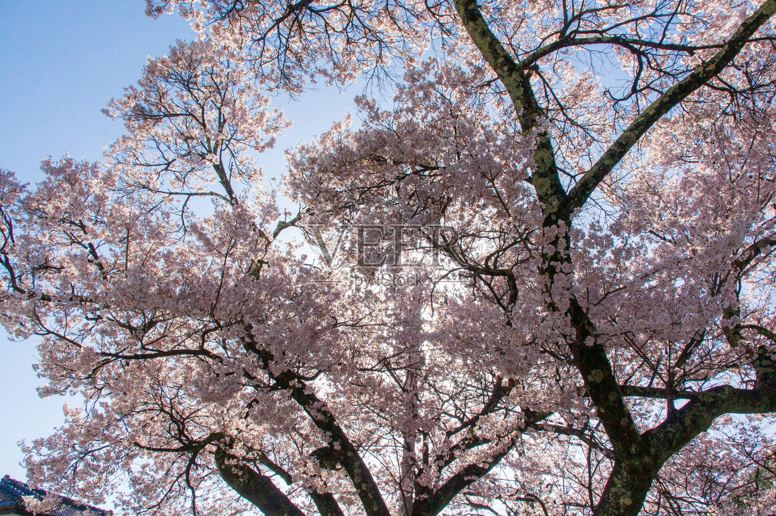 长野的樱花照片摄影图片
