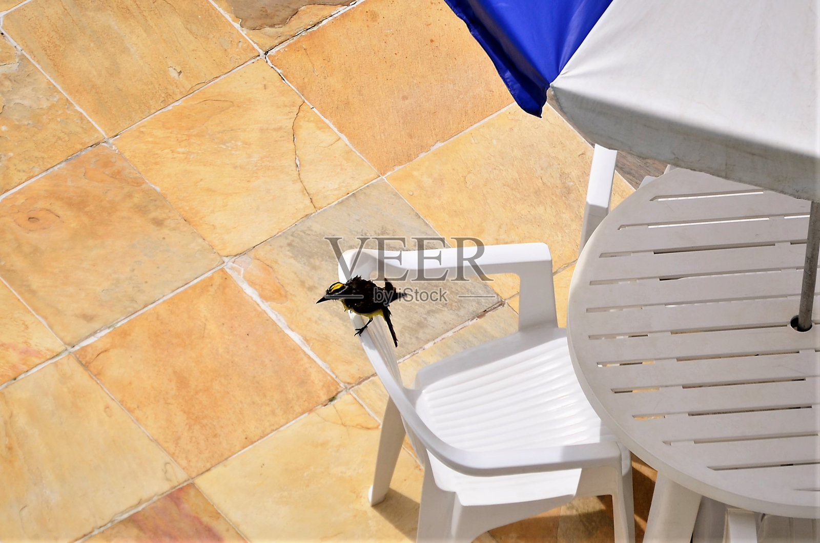 在塑料椅子上晒日光浴的湿漉漉的pitangus照片摄影图片