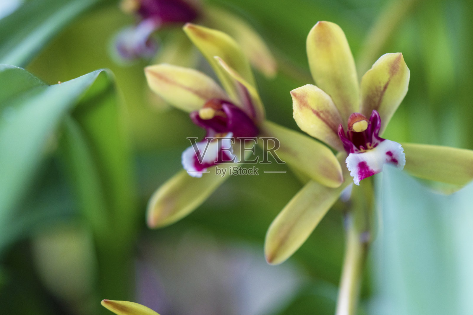 美丽的兰花花在树在自然背景。在自然界中，泰国本土兰花种的花是暗黄色的。照片摄影图片