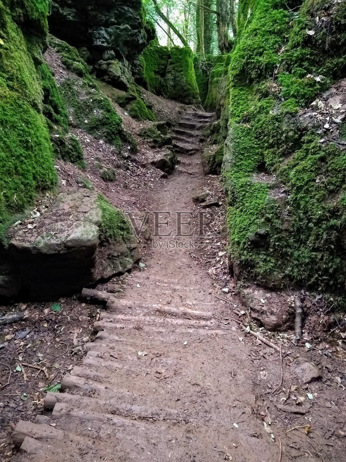 穿过英格兰的迷惑森林照片摄影图片
