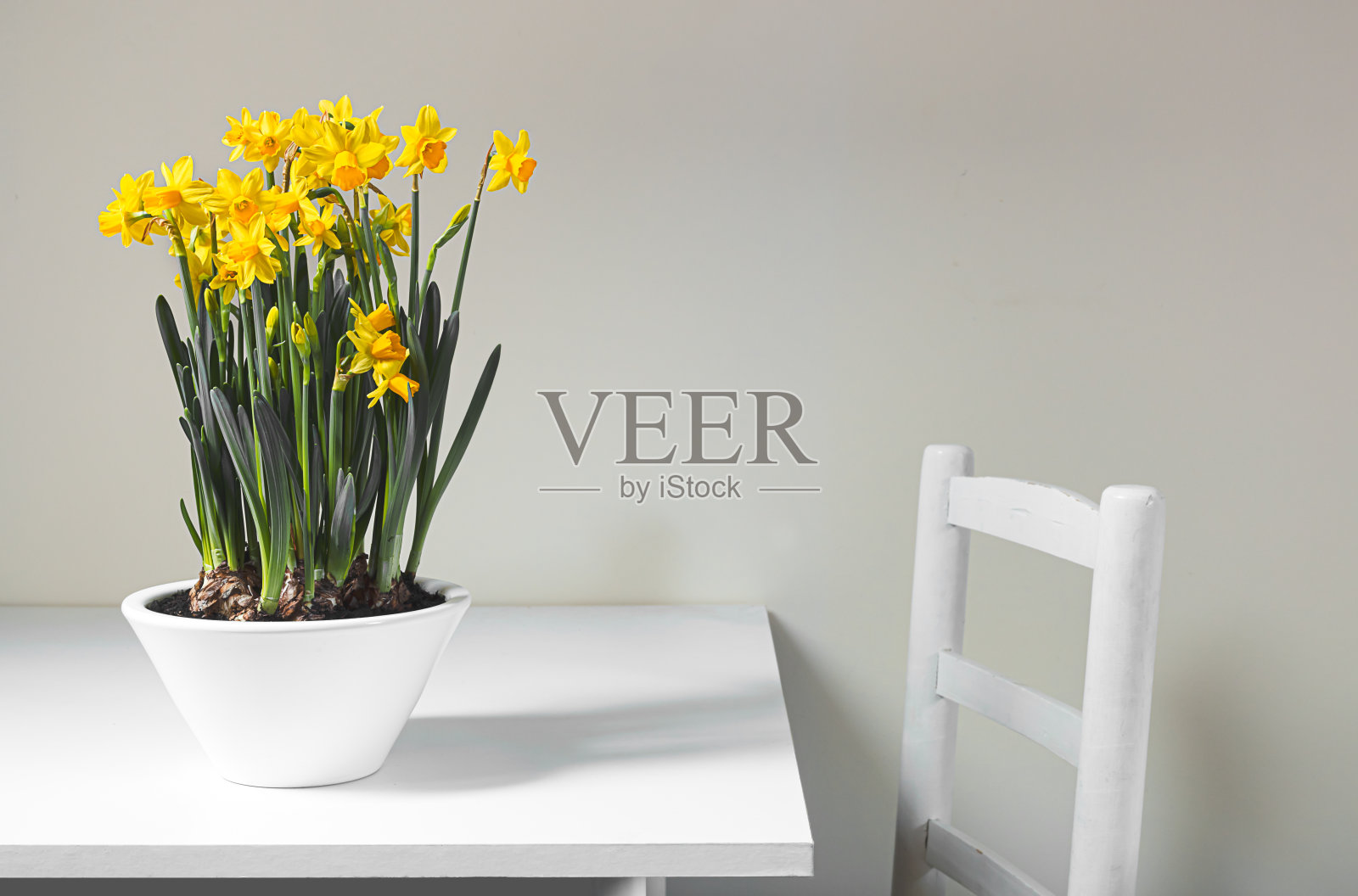 一个白色的花盆，里面种着美丽的水仙花照片摄影图片