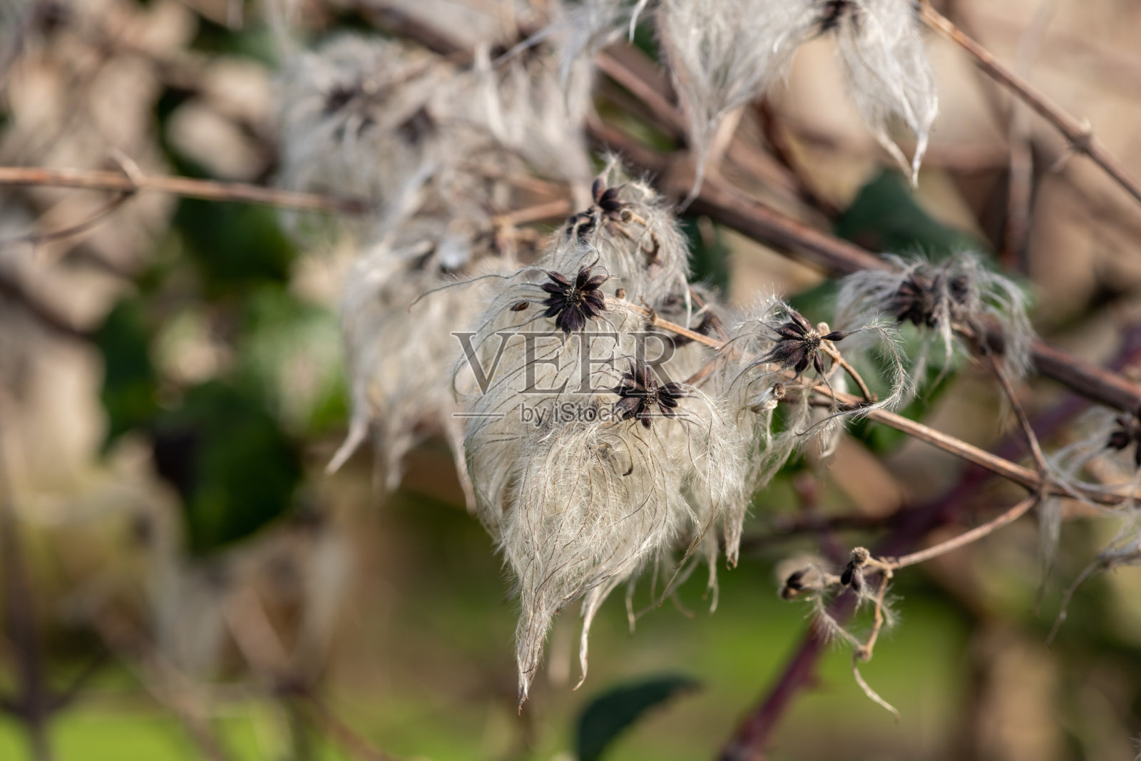 老人的胡子(铁线莲)果实照片摄影图片