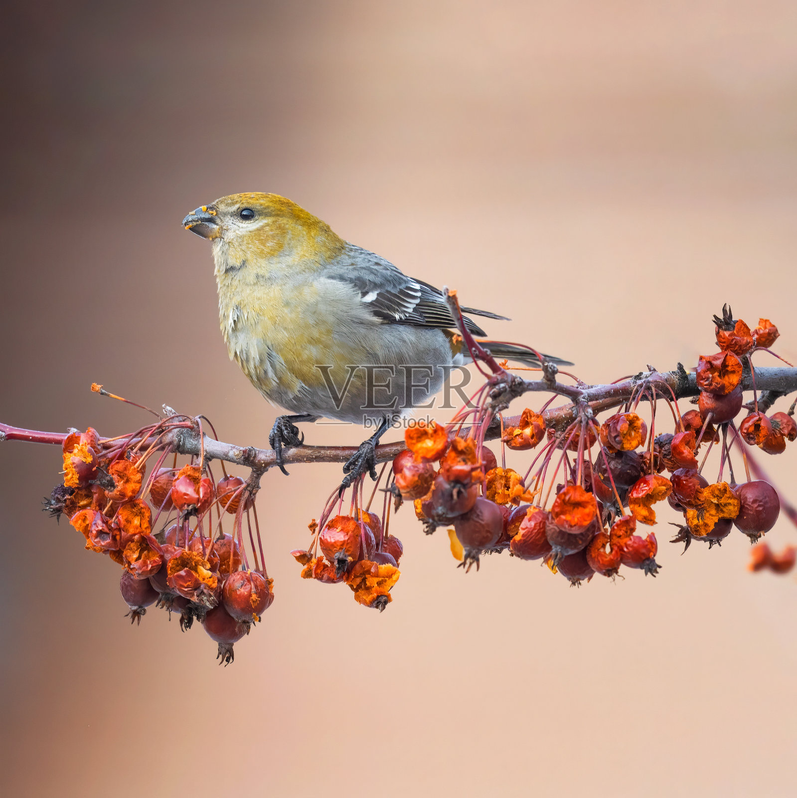 鸟照片摄影图片