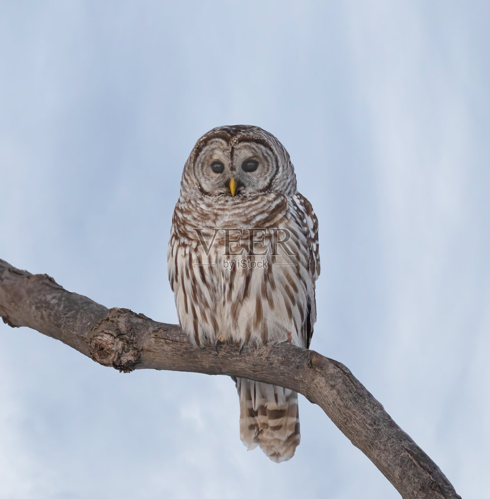 猫头鹰照片摄影图片
