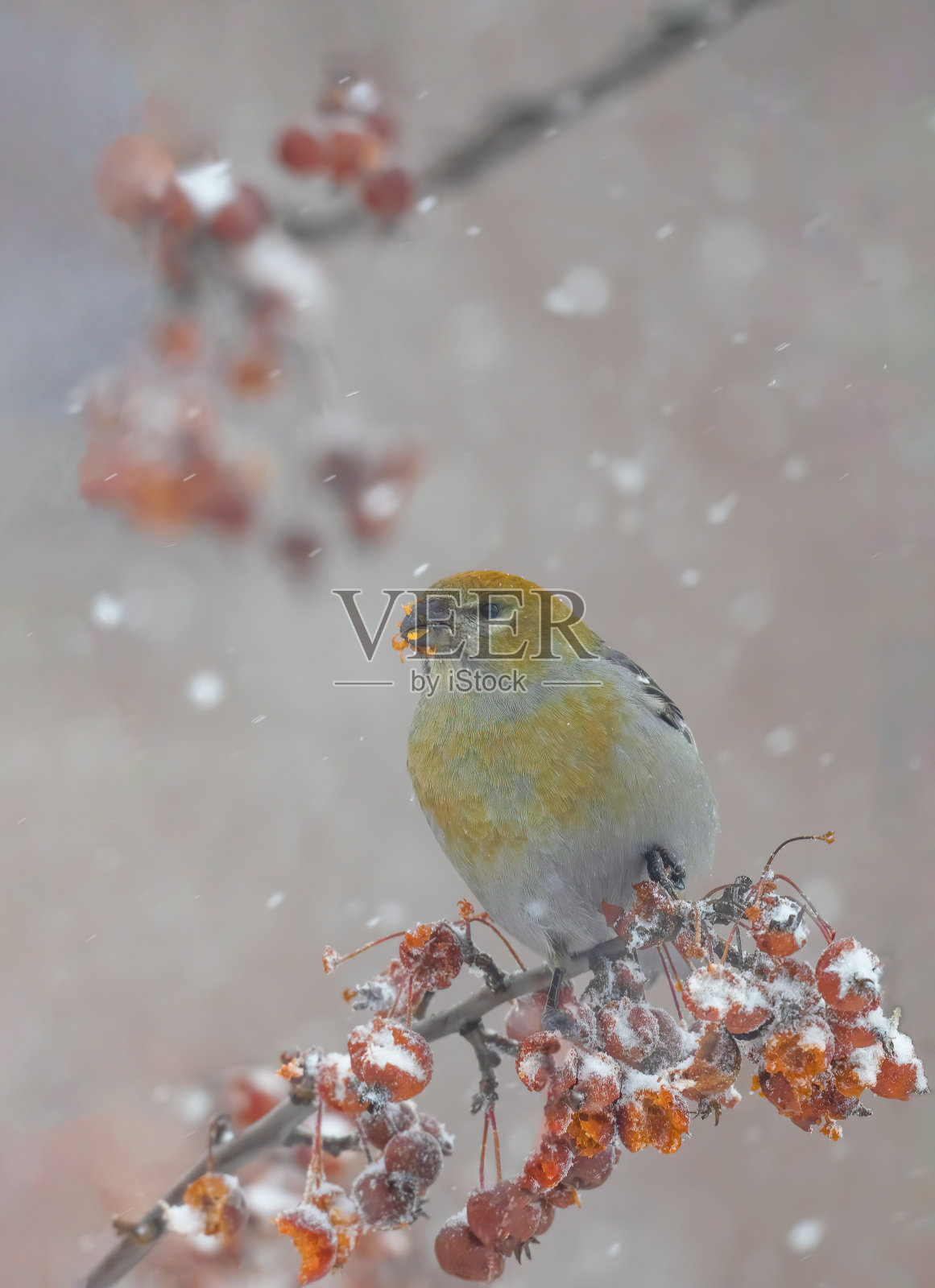 鸟在下雪照片摄影图片