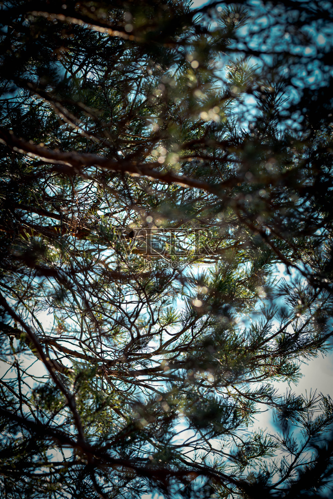 自然的照片照片摄影图片