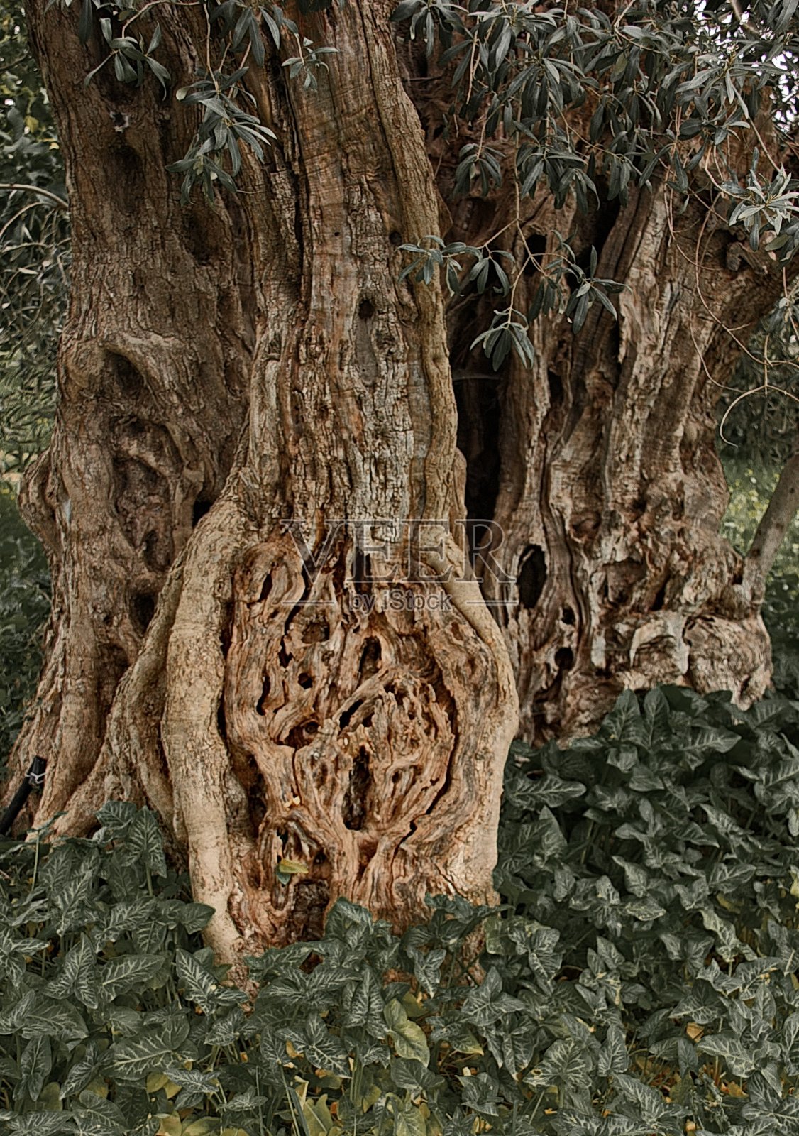 老橄榄树树干，埃维亚岛，希腊。照片摄影图片