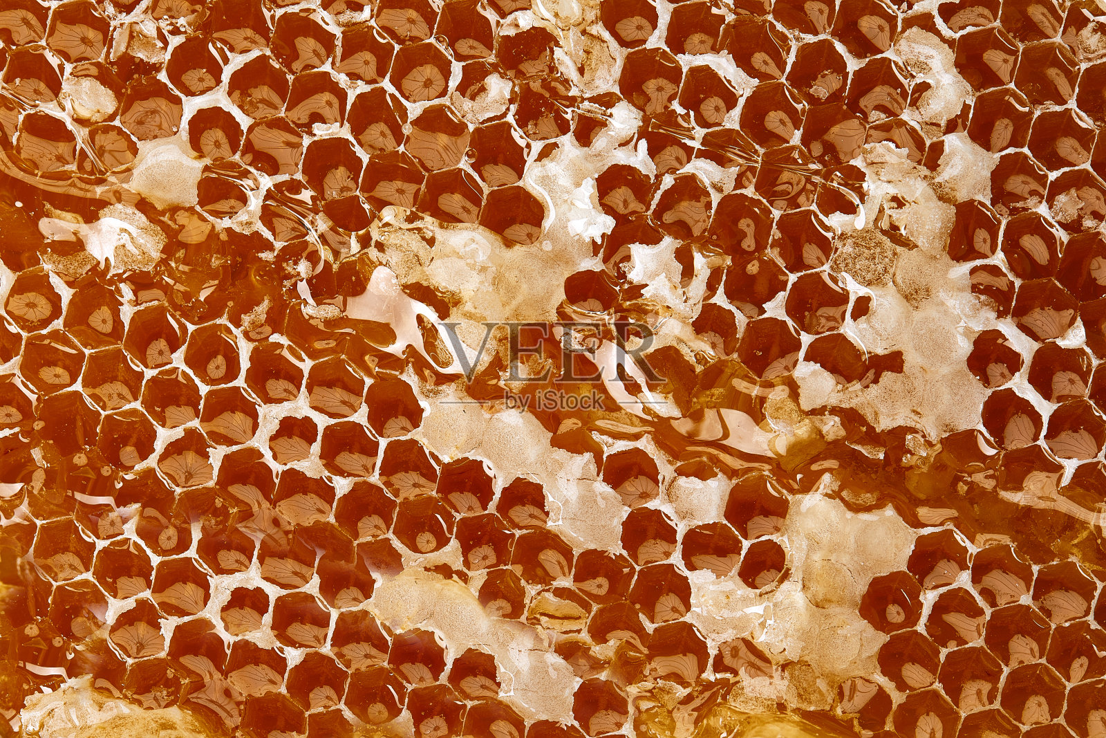 新拉的蜂房蜂蜡在塑料基础上带花粉痕迹照片摄影图片