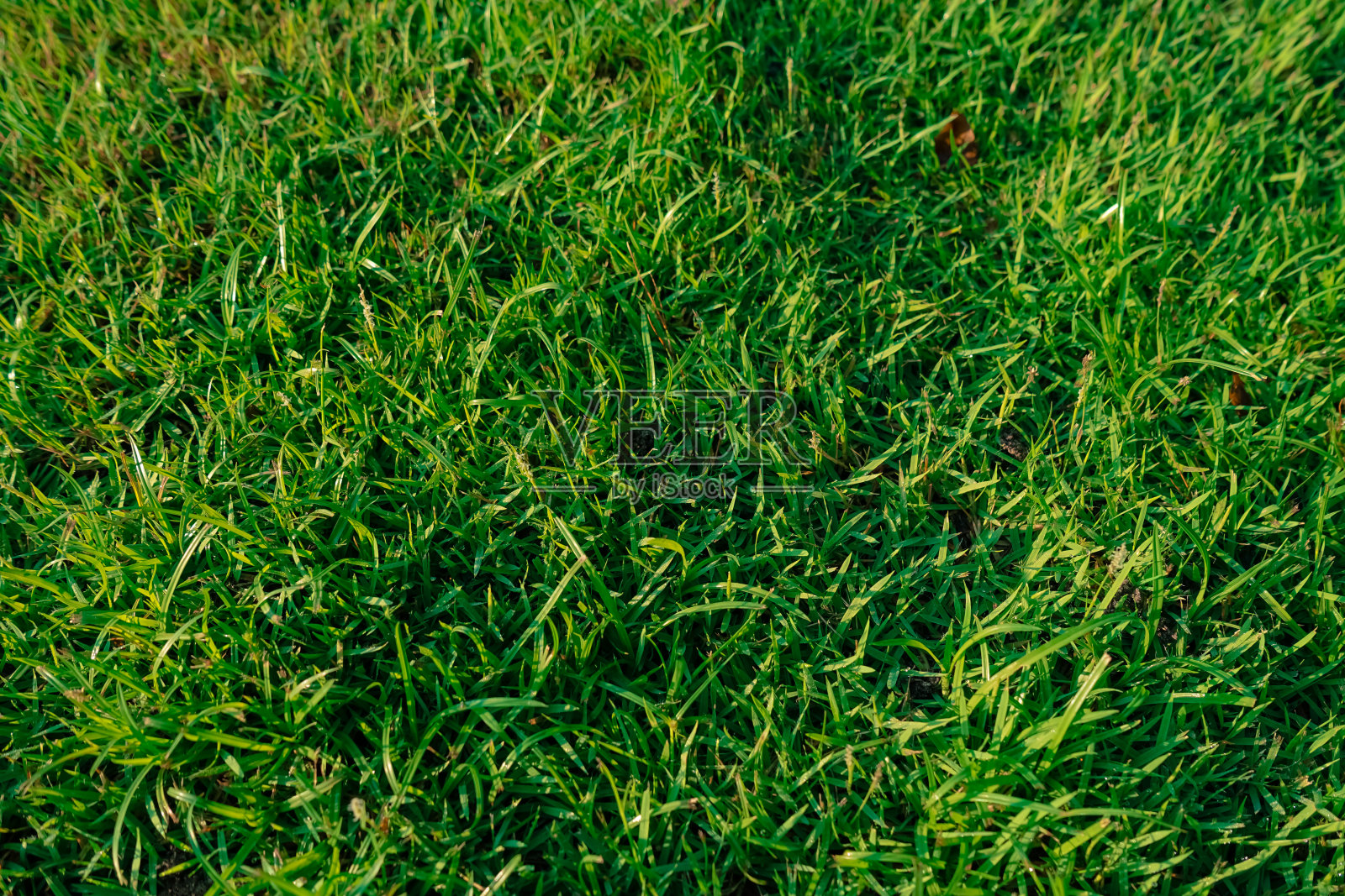 绿草纹理为背景。绿色草坪图案和纹理背景。特写镜头。照片摄影图片
