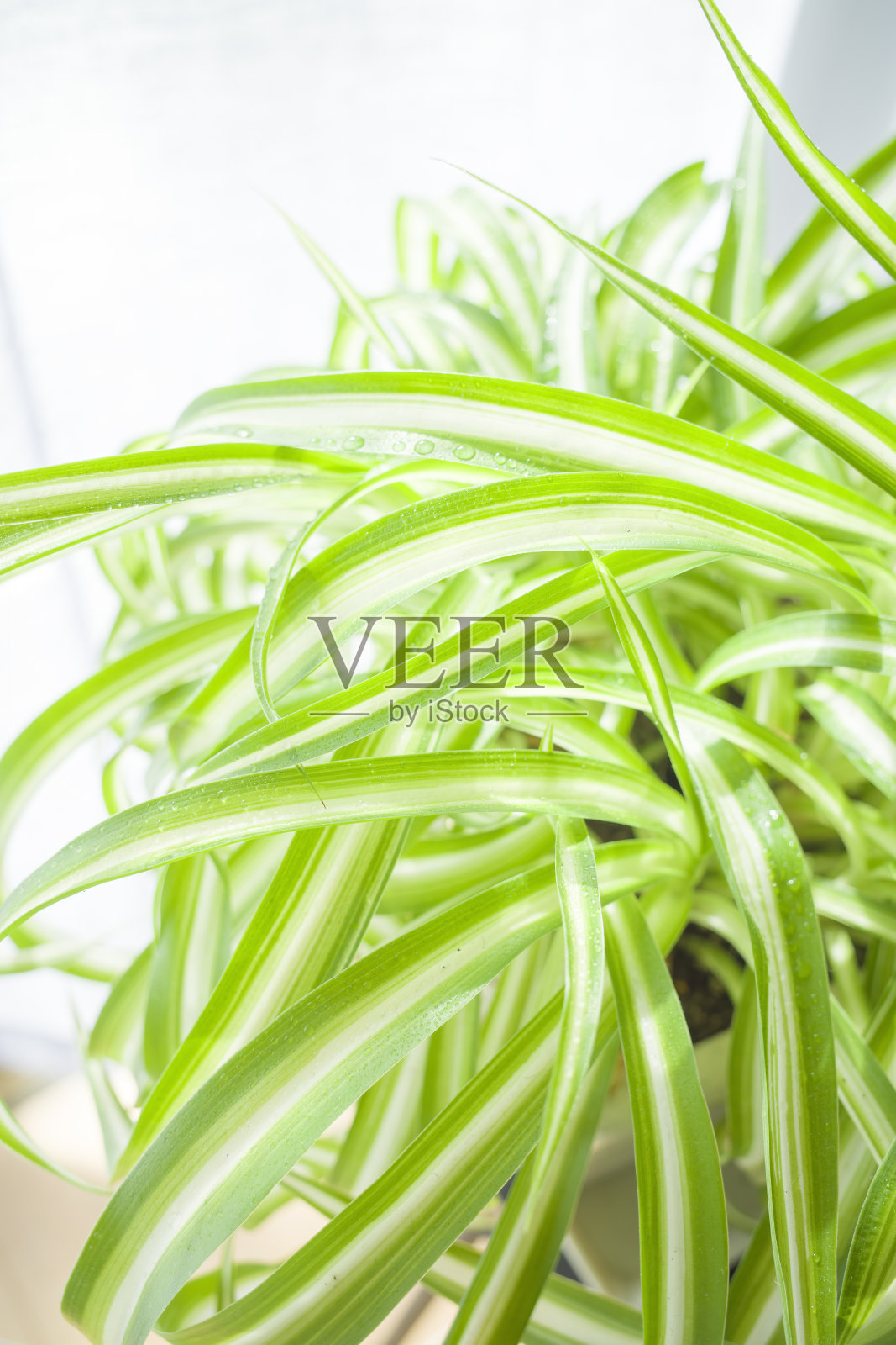 室内生长的吊兰照片摄影图片