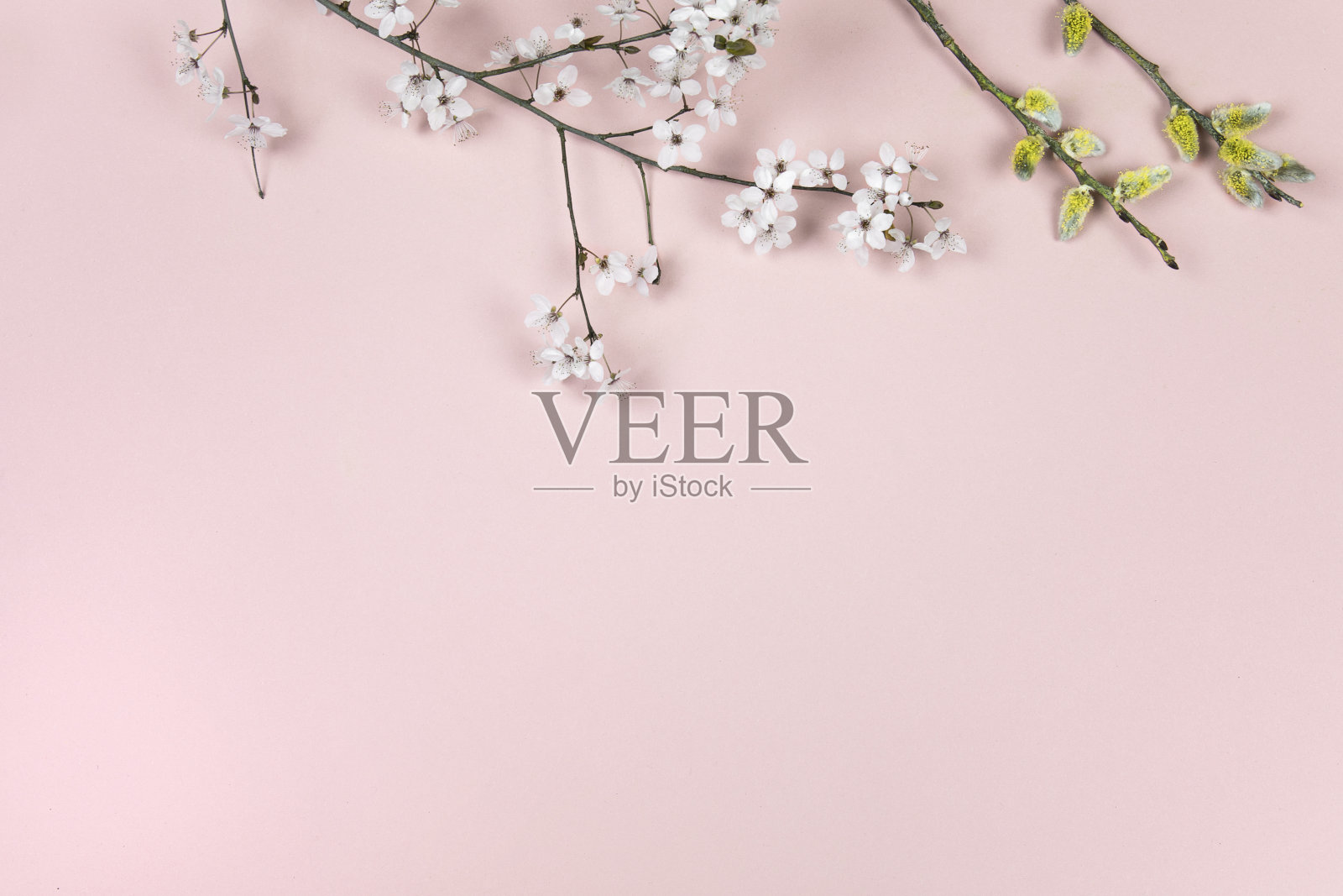 樱花树枝。春天的树枝，和猫咪柳絮在粉红色的背景。春天，复活节季节边境背景，横幅。春季花平铺排列。照片摄影图片