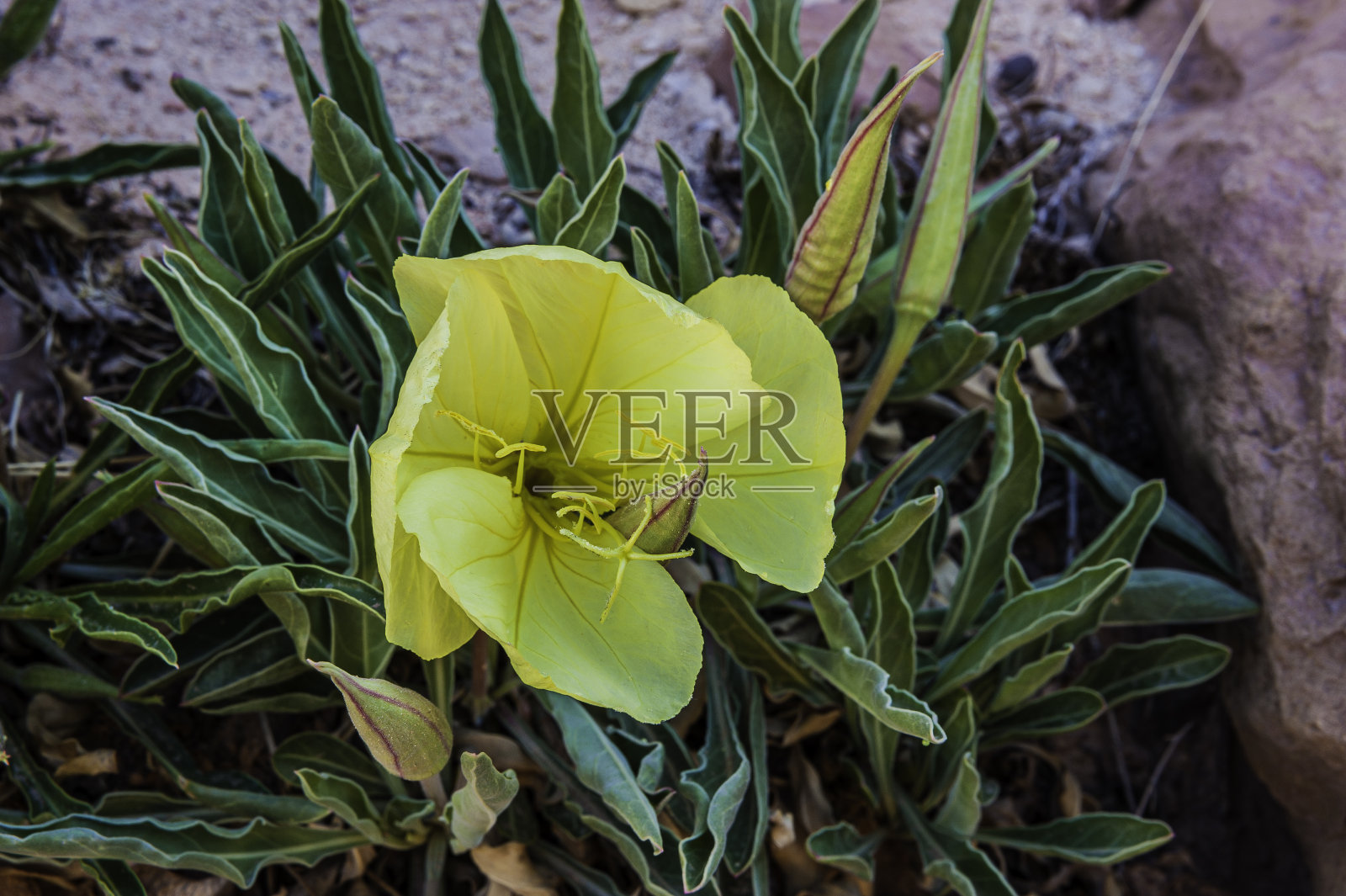 青铜月见草;月见草howardii;国会礁国家公园;犹他州;柳叶菜科的家庭。照片摄影图片