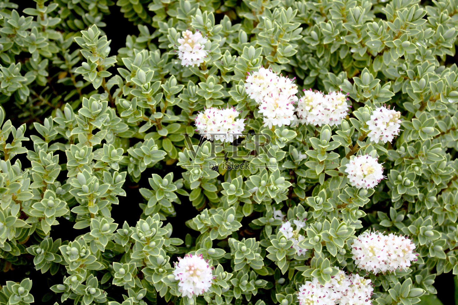 美丽的花朵盛开在花园里照片摄影图片