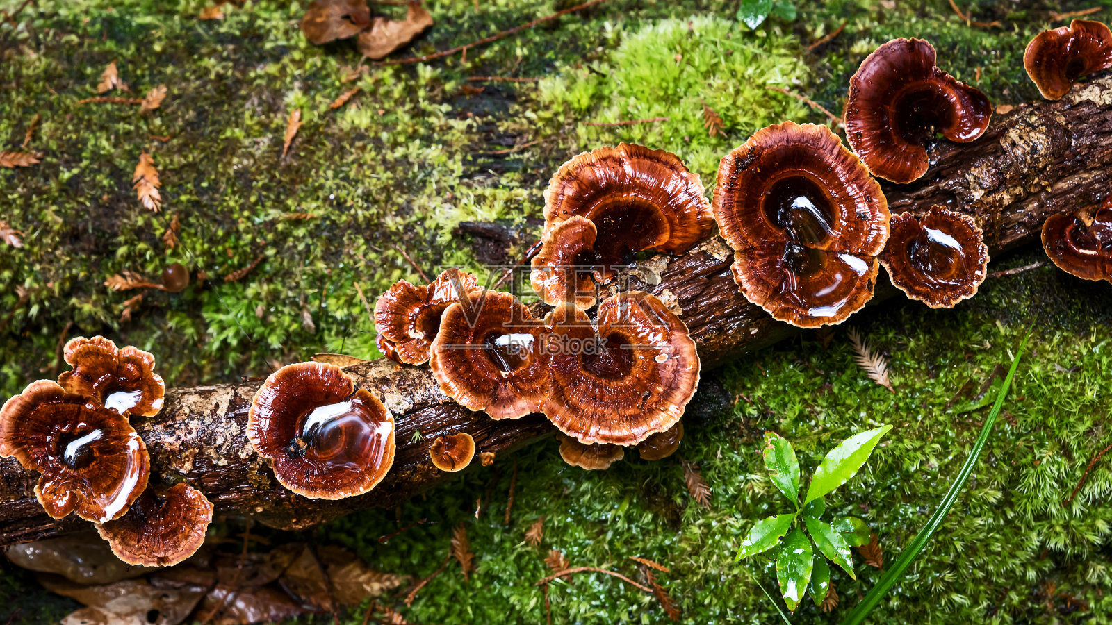 蘑菇在木头。照片摄影图片