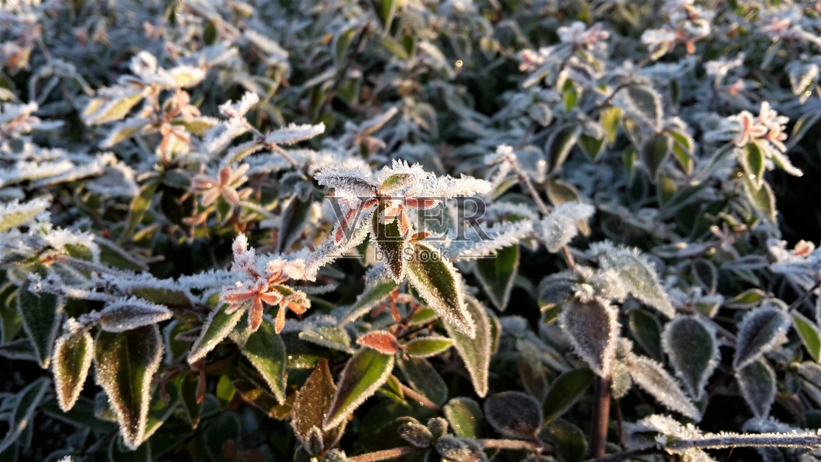 被冰覆盖的叶子的特写照片摄影图片