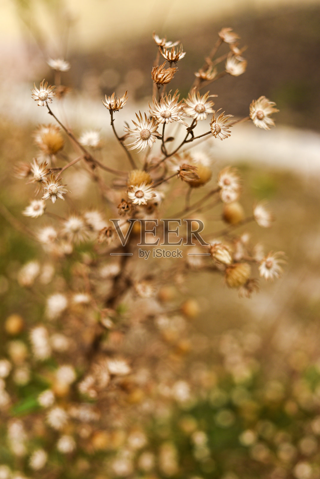 被太阳晒干的野花。照片摄影图片