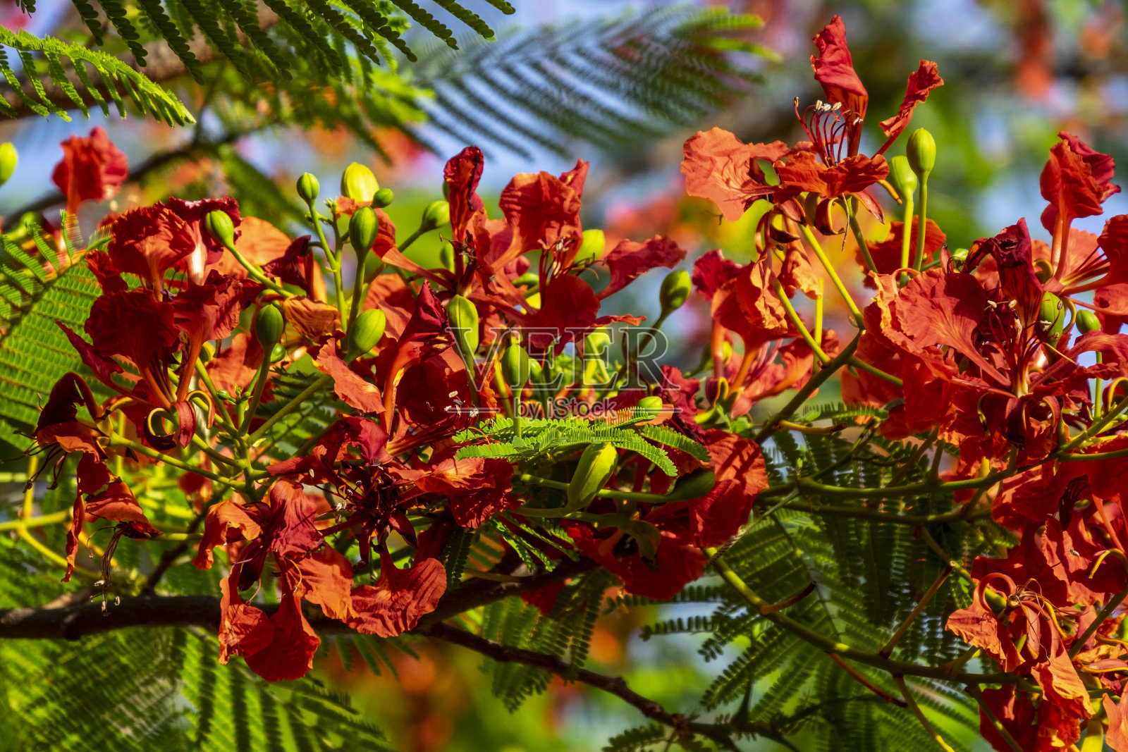 阳光下的红花照片摄影图片