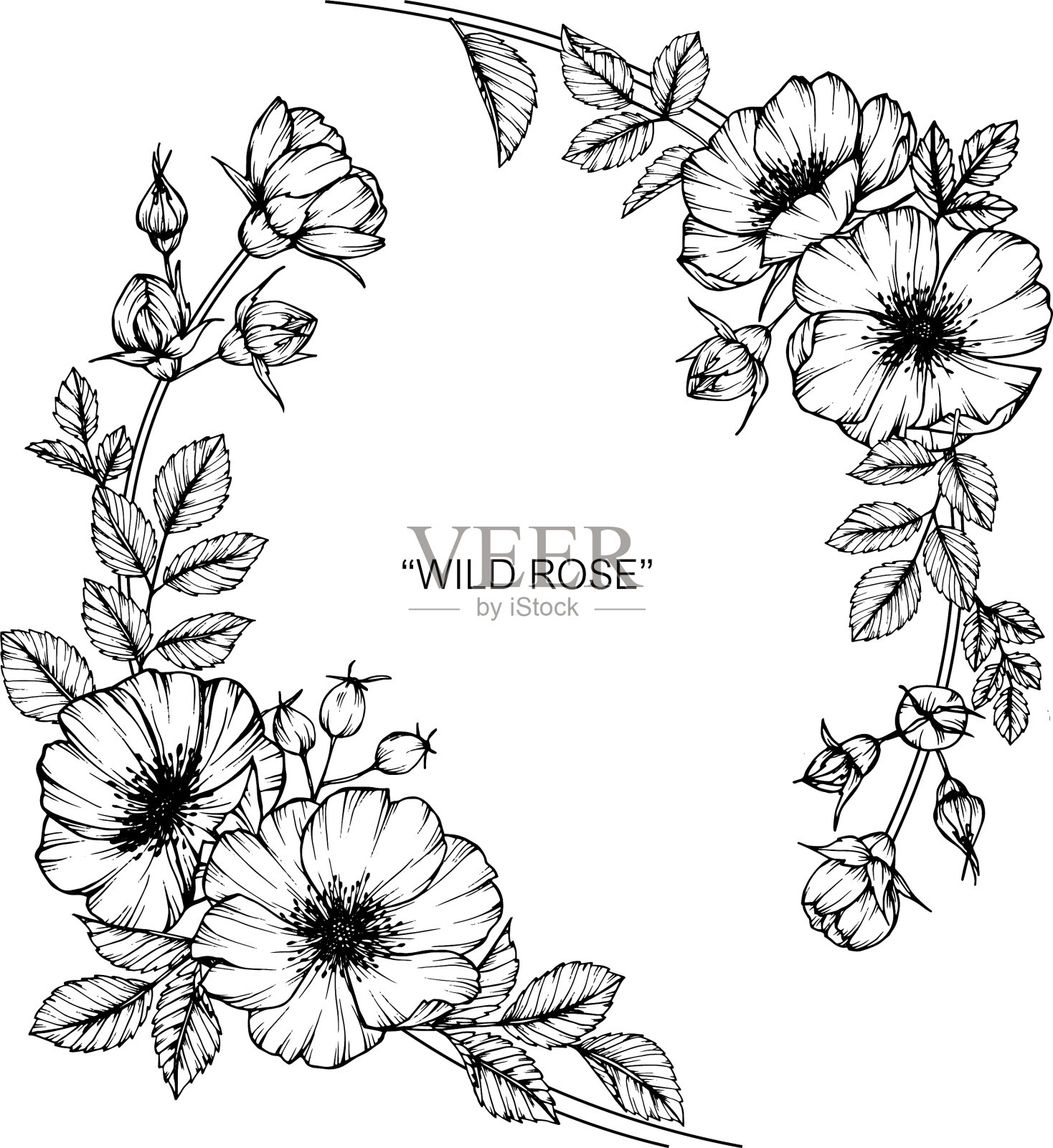 野生玫瑰花叶手绘植物插画图片素材