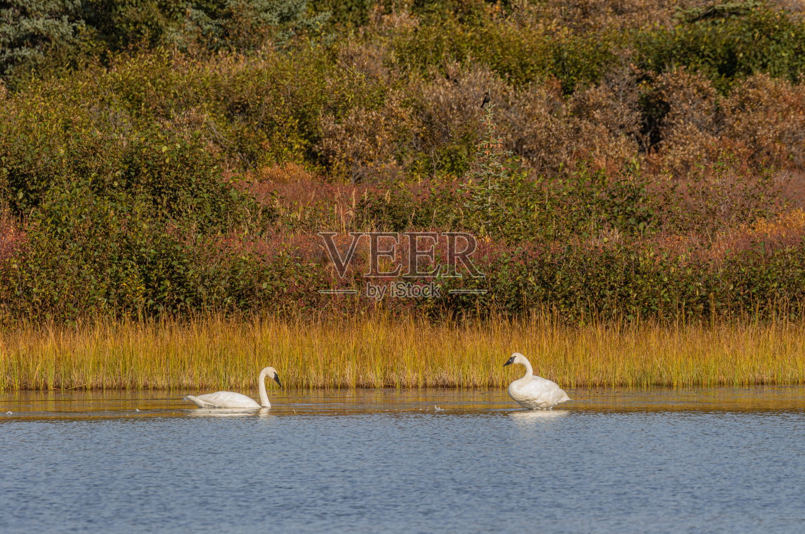 阿拉斯加秋天的号手天鹅照片摄影图片