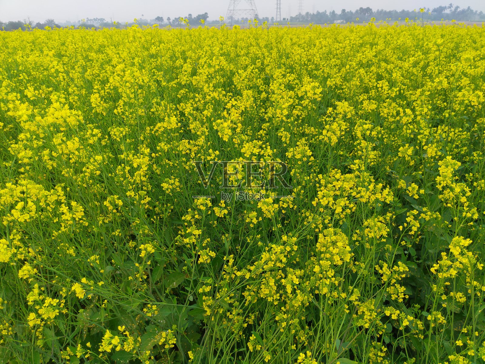 黄芥末田的风景。照片摄影图片