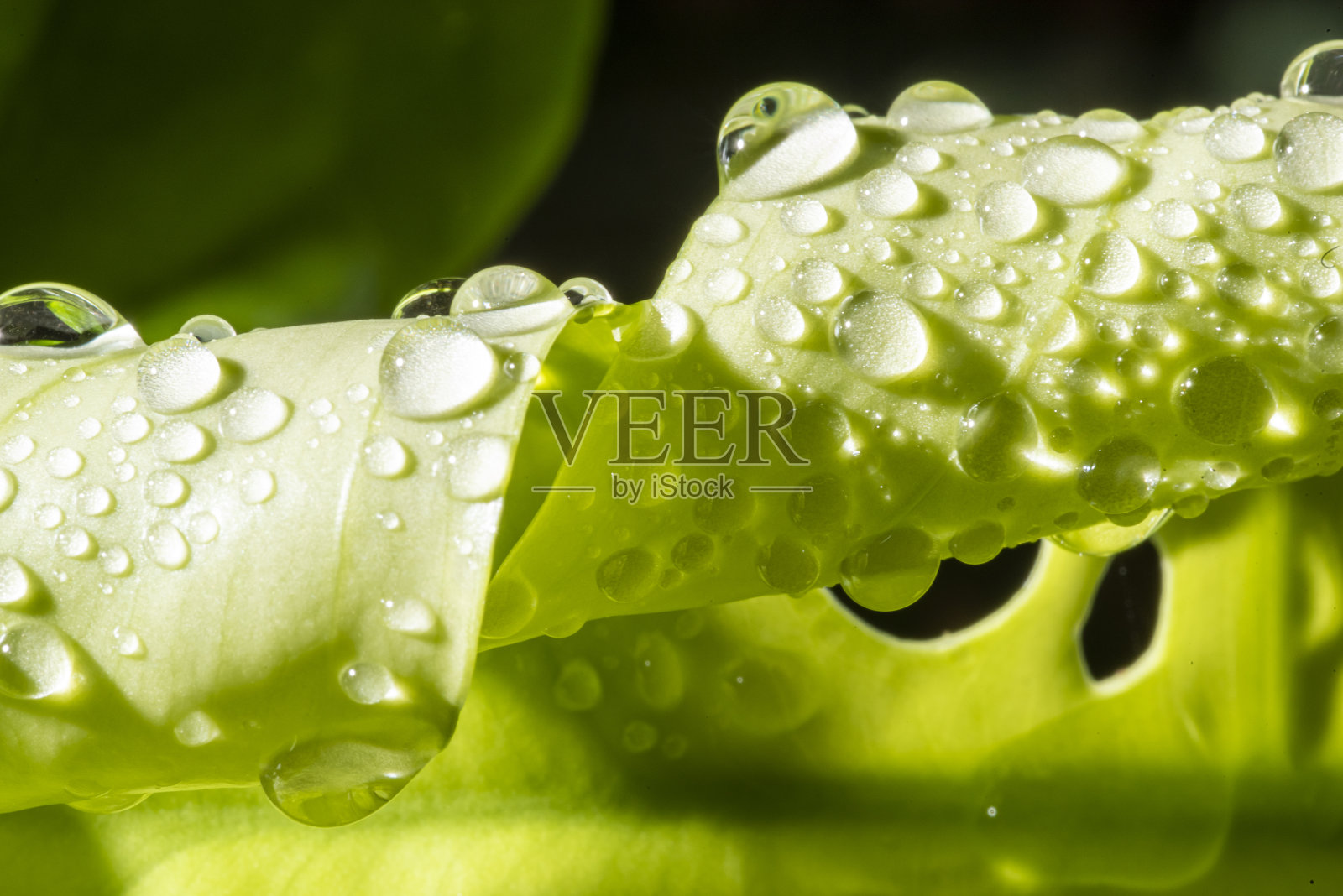 近景迷你怪物绿照片摄影图片