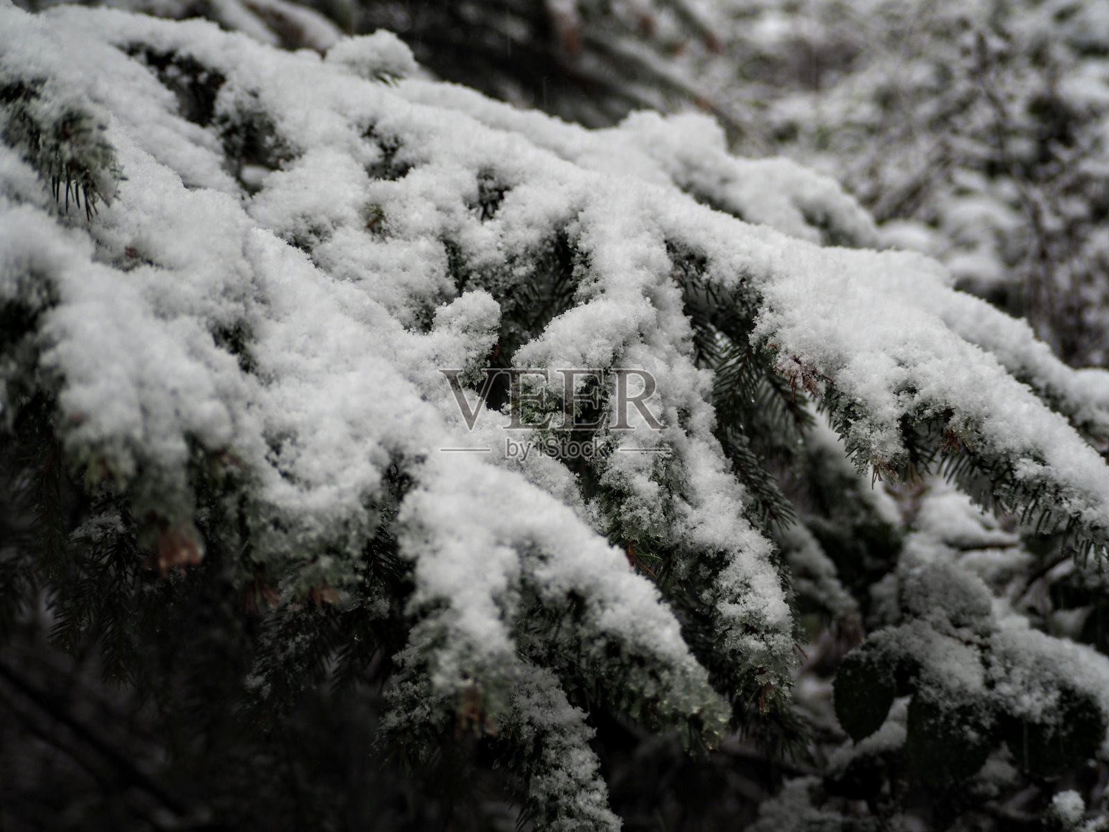 雪在树上照片摄影图片