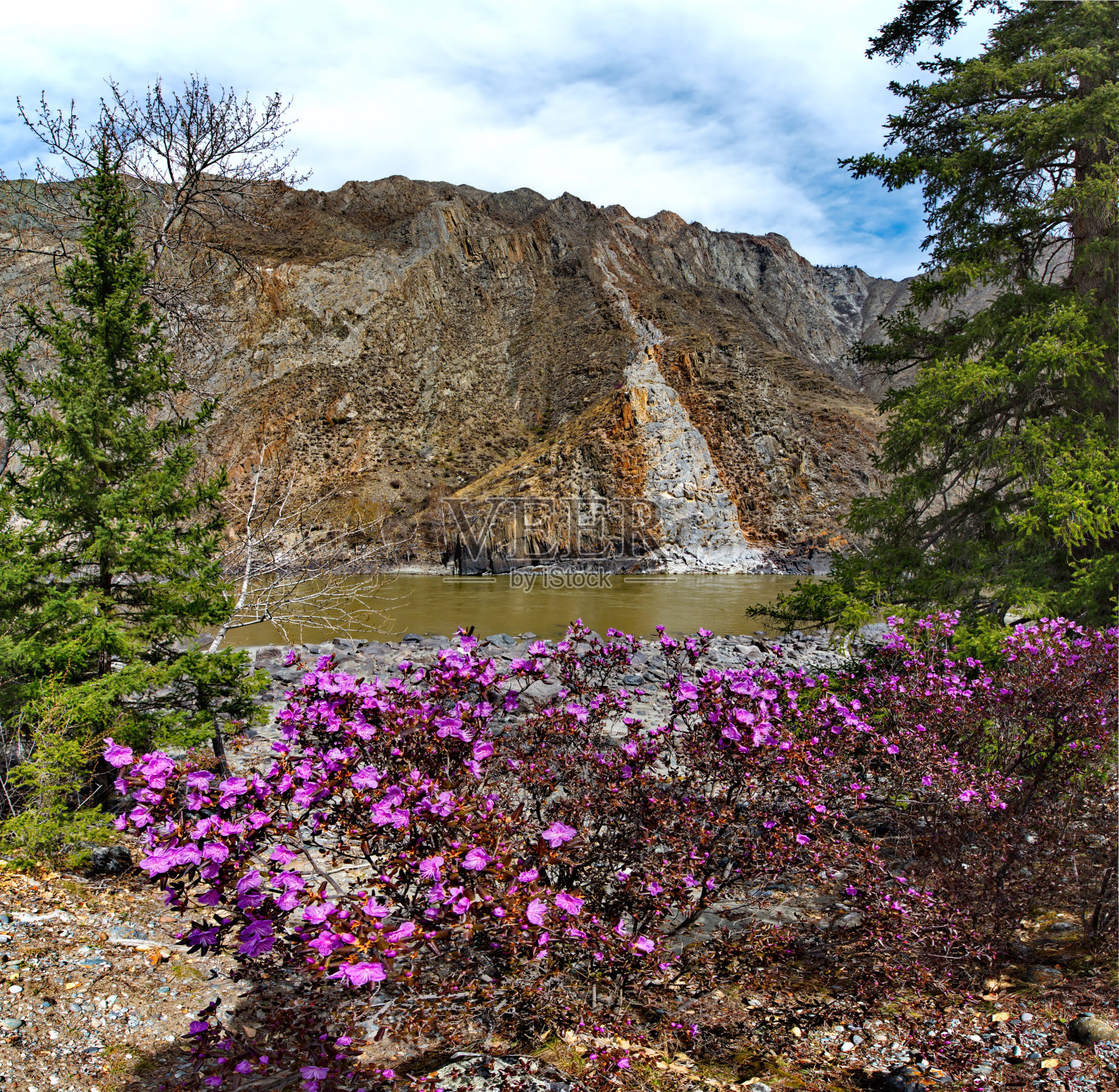 春天的阿尔泰山名片照片摄影图片