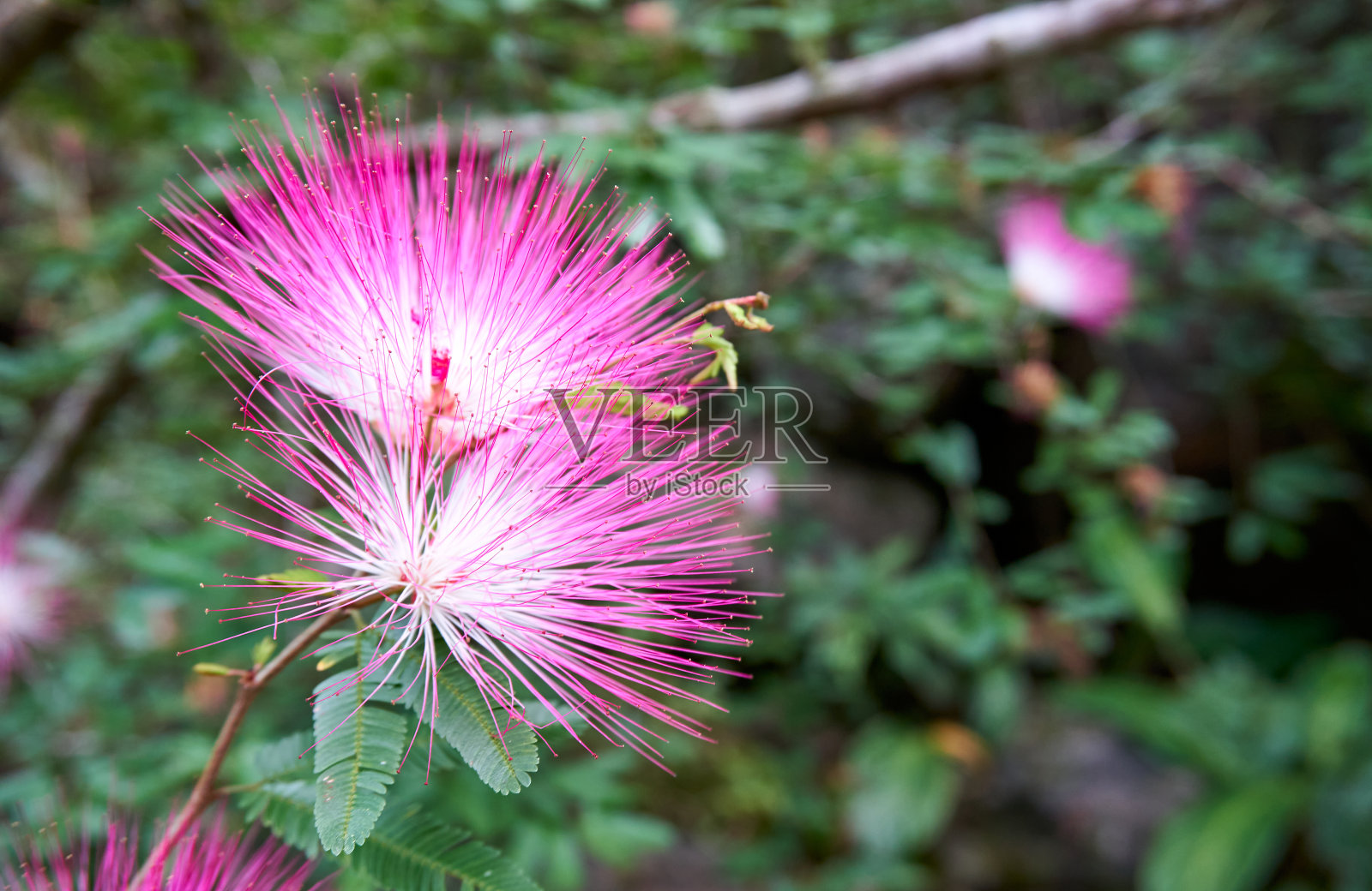 粉红色的花在森林里照片摄影图片