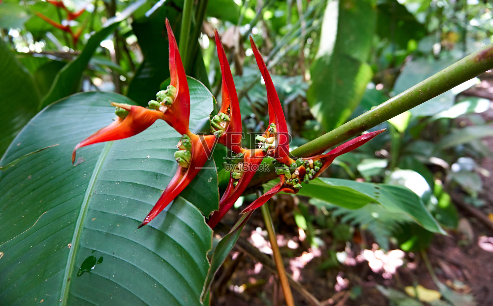 林中之花照片摄影图片