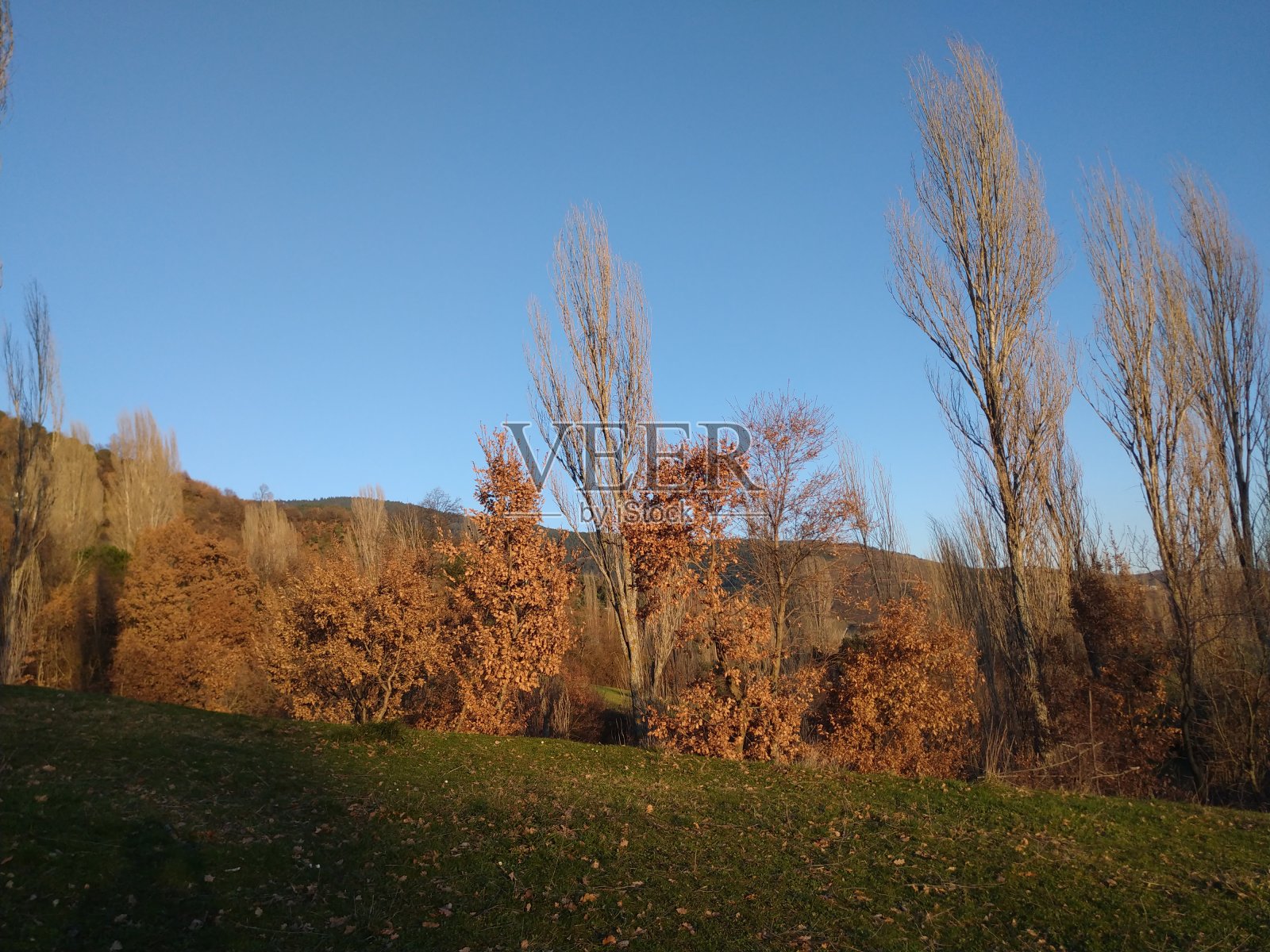 杨树和桔子橡树照片摄影图片