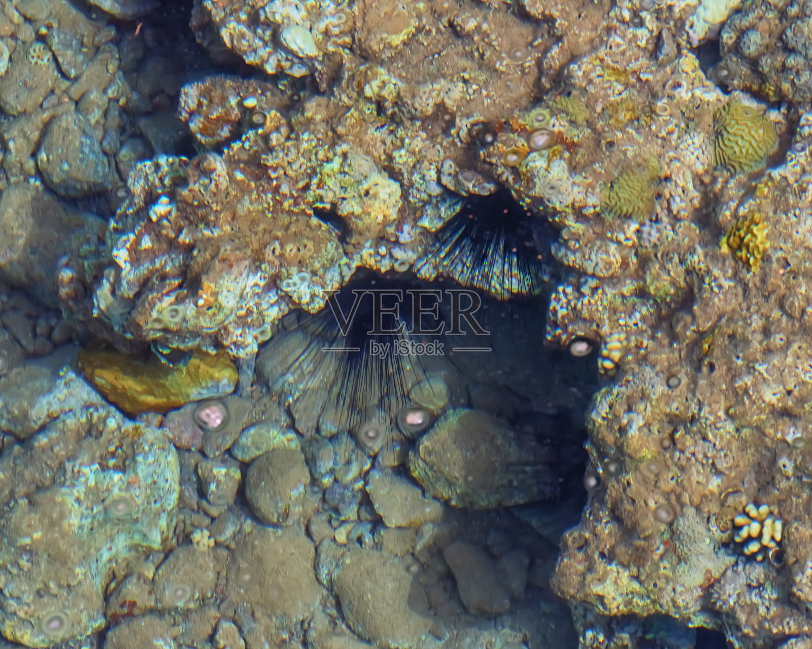 珊瑚下海底的海胆，红海的动植物照片摄影图片