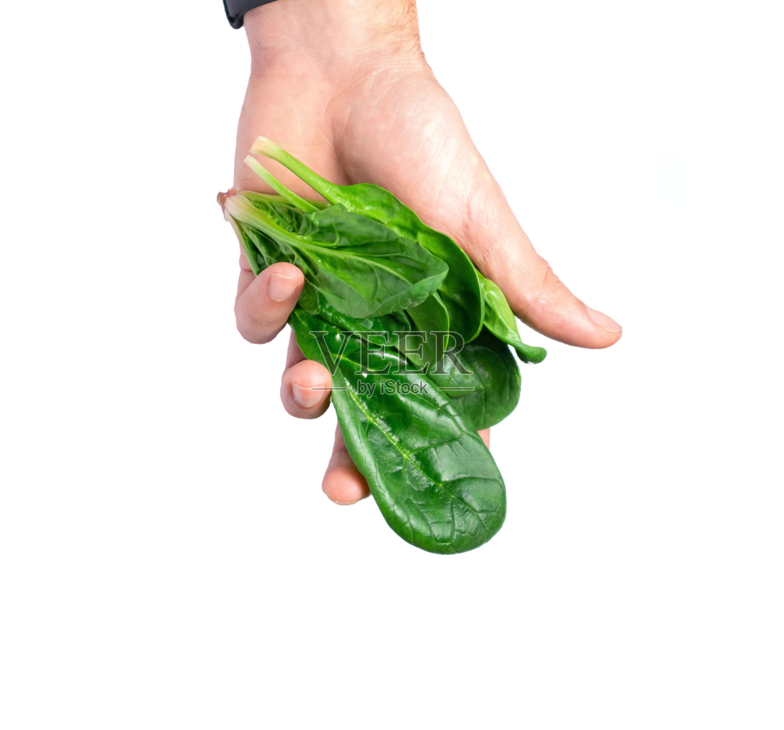 一个男人手里拿着白色背景上的绿色菠菜叶。照片摄影图片