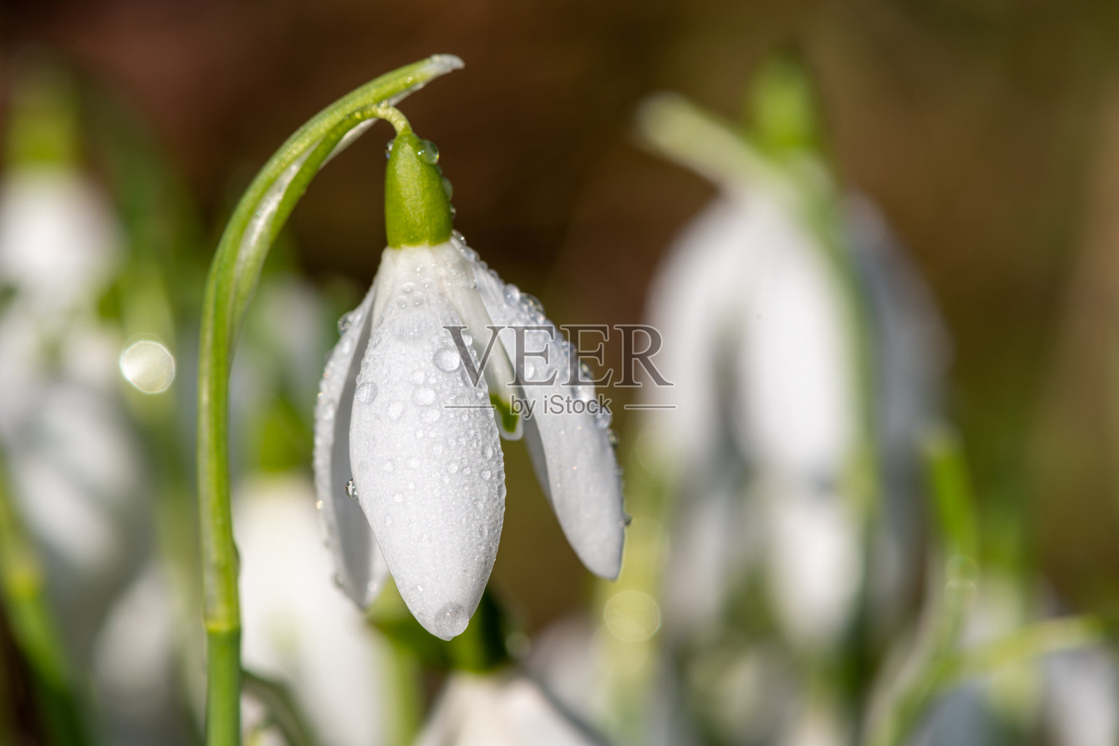 雪花莲(雪花莲)照片摄影图片