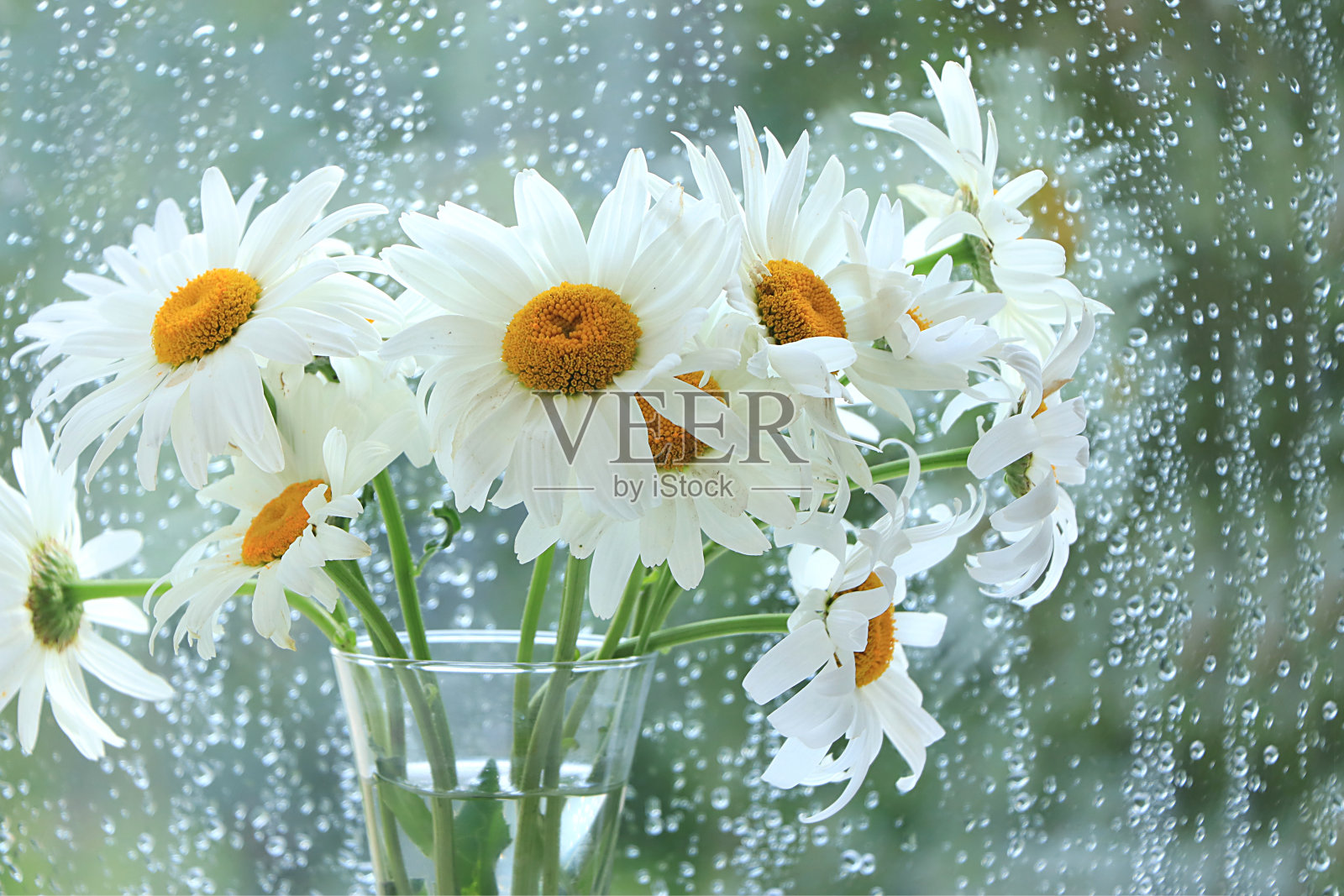 抽象花卉静物，雨天窗户上的雏菊花束，春季banner，简约节日概念。母亲节、妇女节贺卡照片摄影图片