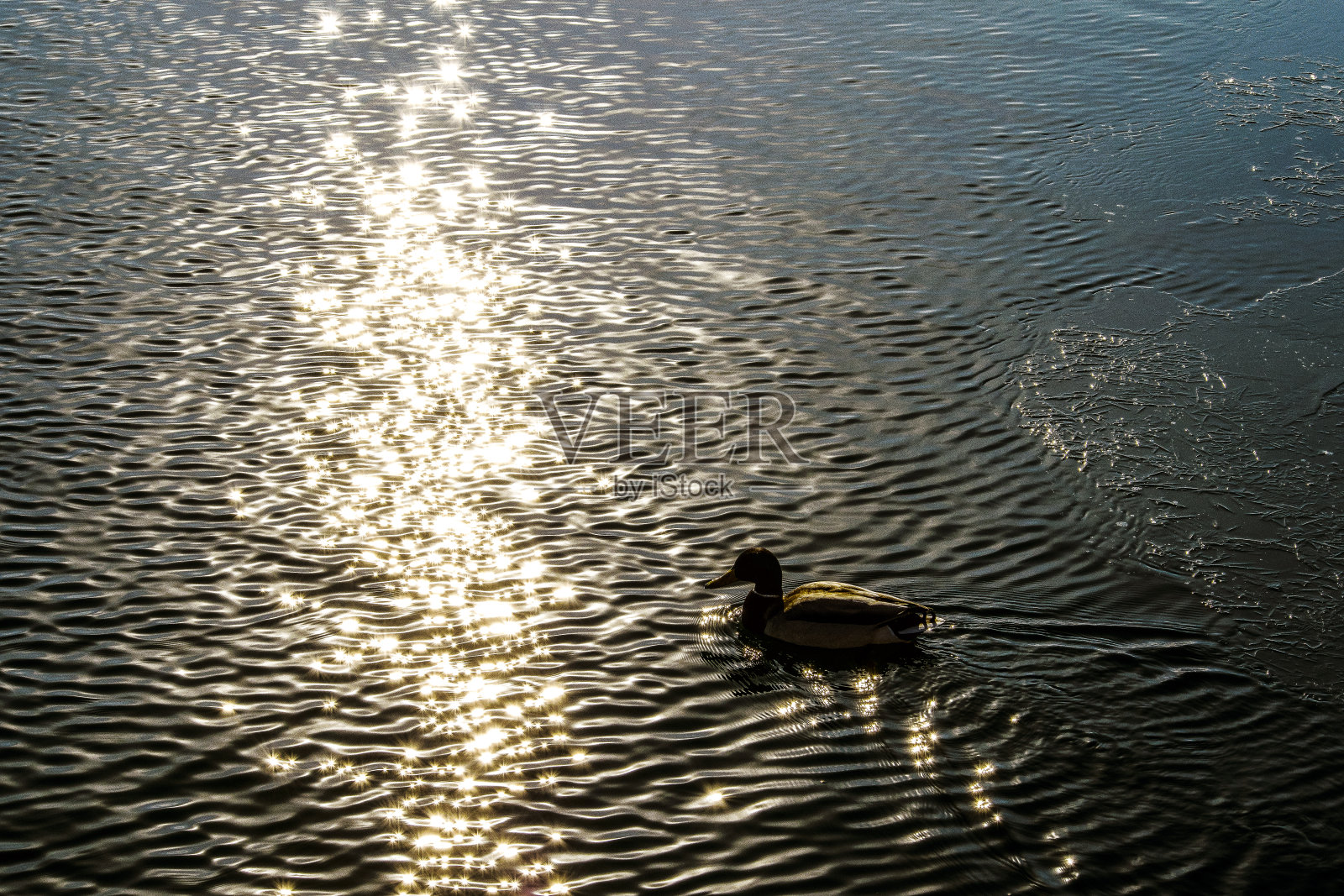 鸭子在日落时分照片摄影图片