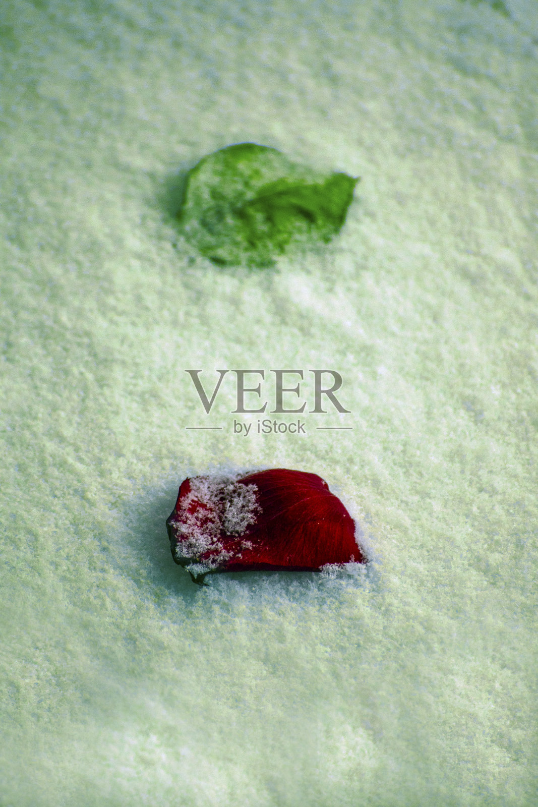 红玫瑰照片摄影图片