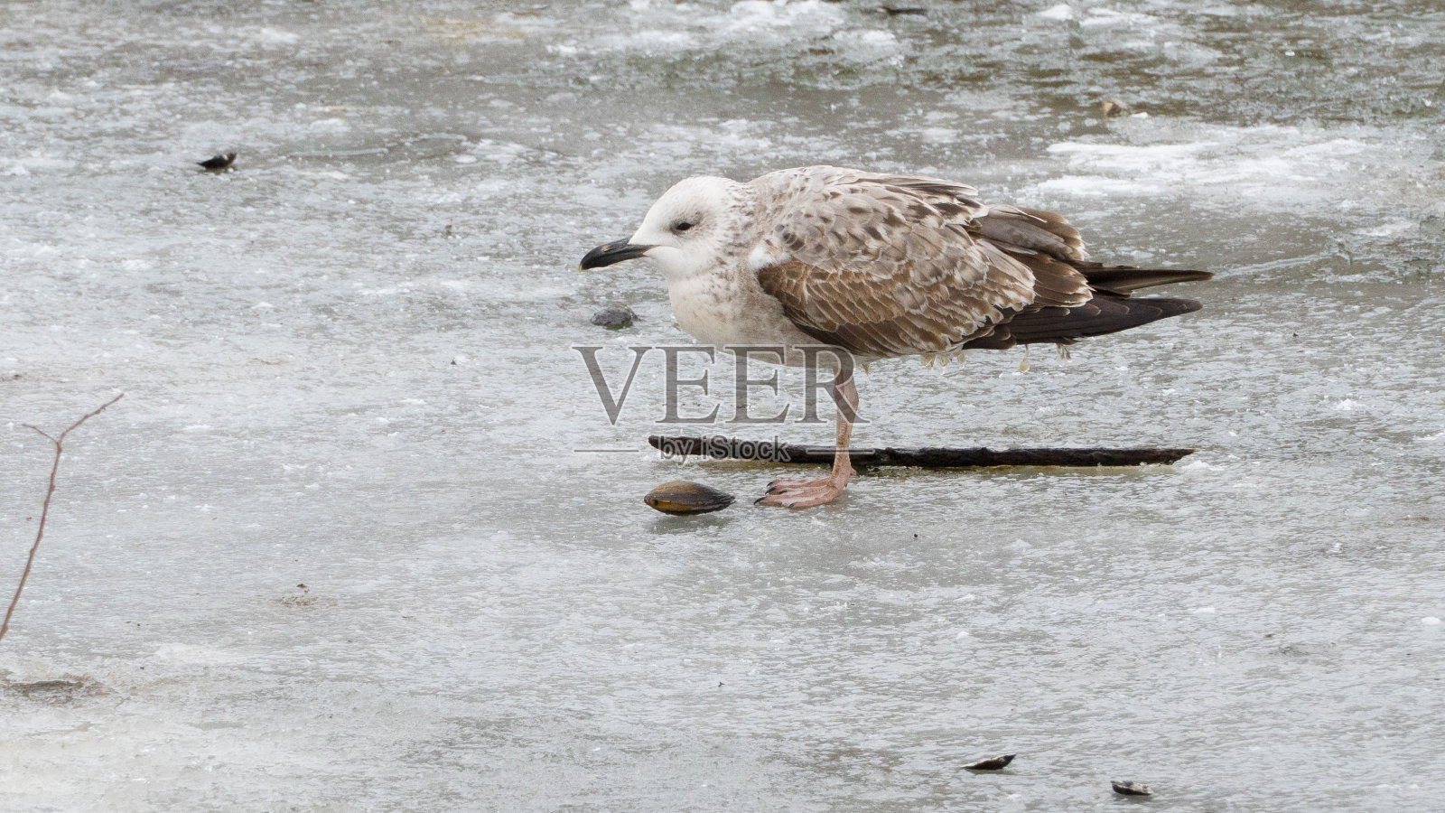灰海鸥在冰里照片摄影图片